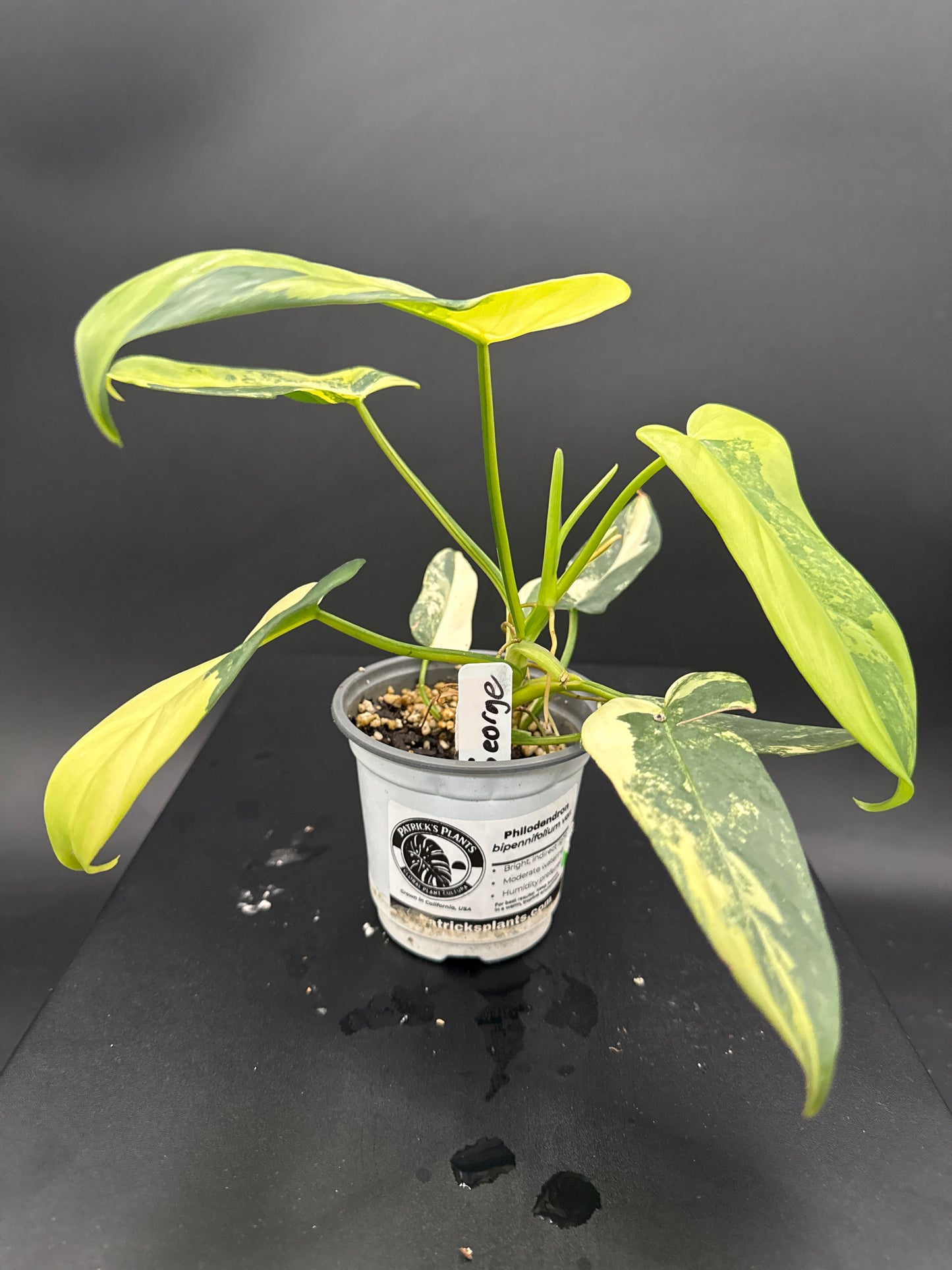 Philodendron bipennifolium variegated- “George”