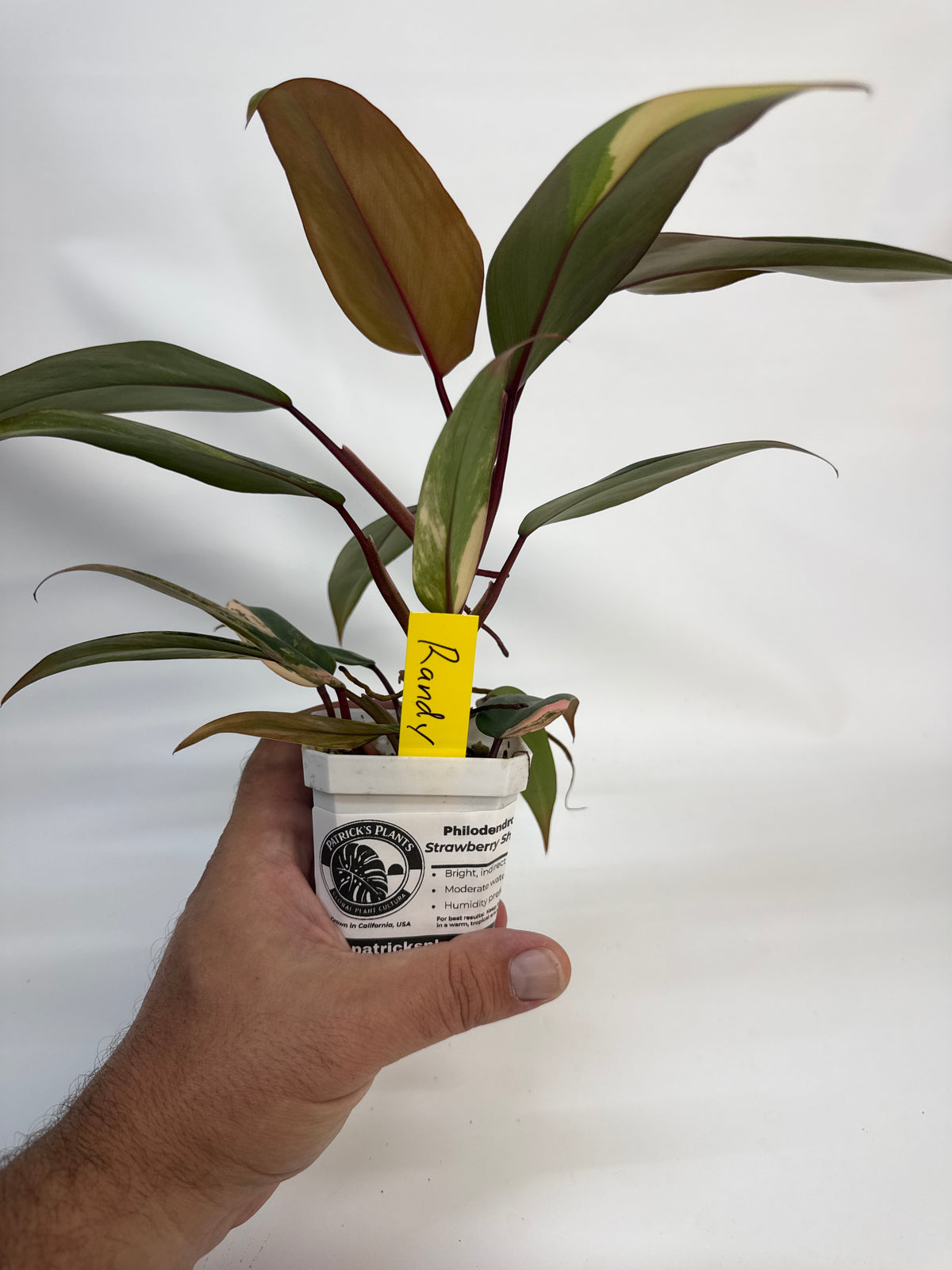 Philodendron strawberry shake - “Randy”
