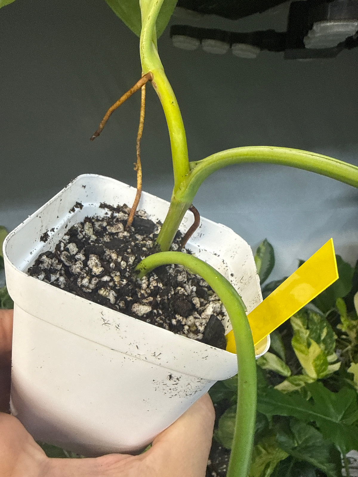 Syngonium chiapense — “Cassandra” | 5” Square Pot