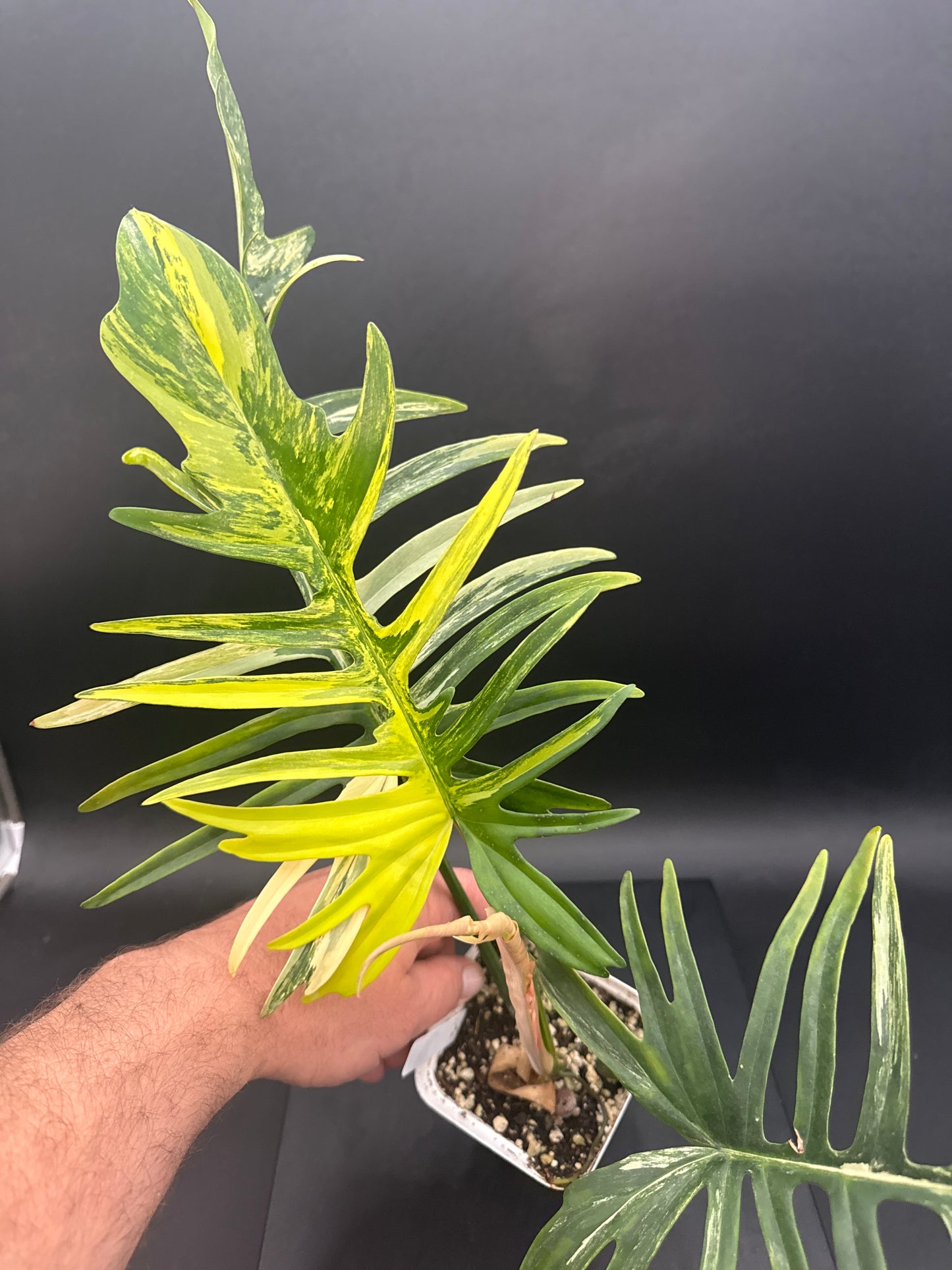 Philodendron Tortum × Florida Beauty Variegated - “Ella”
