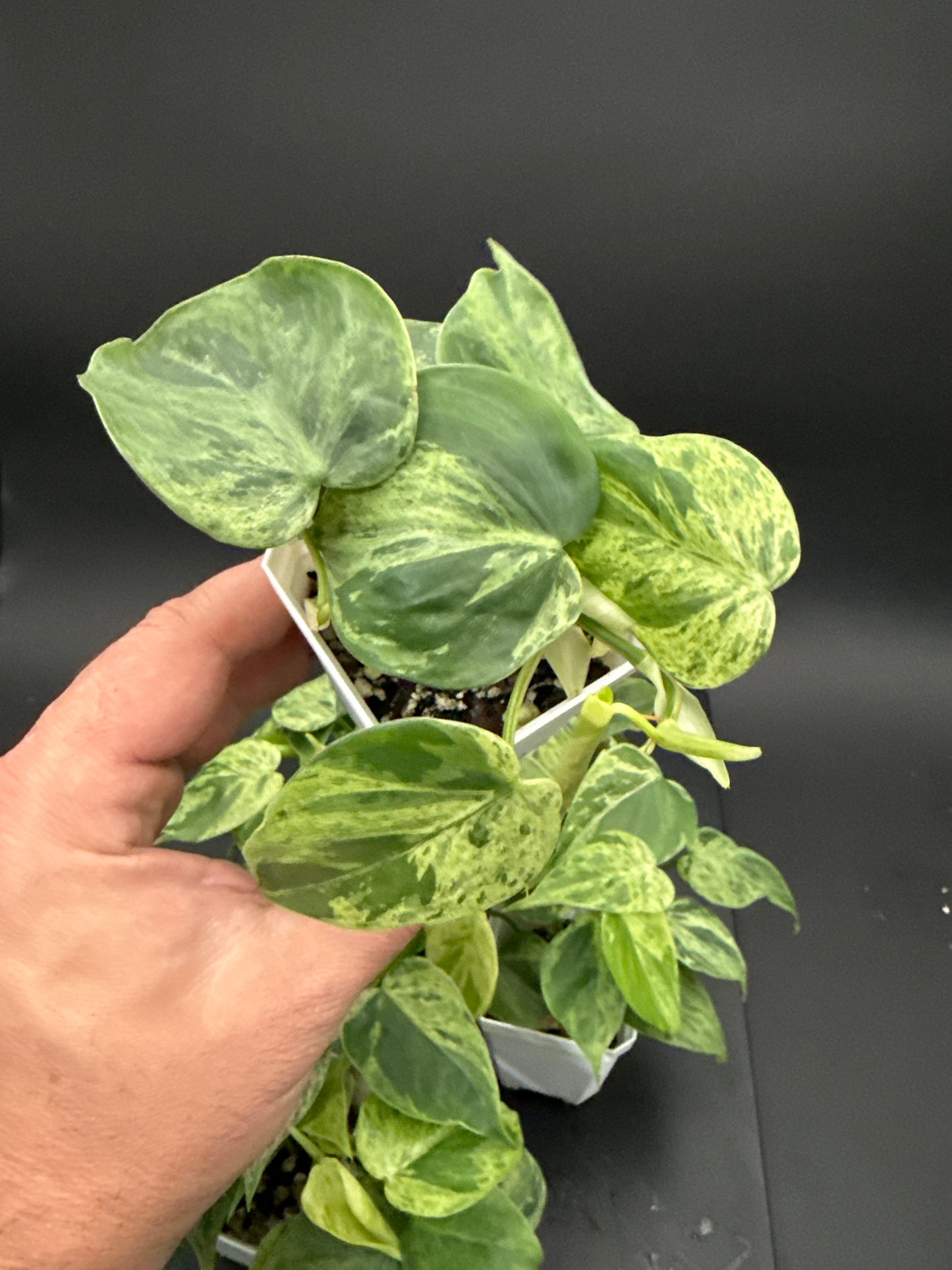 Variegated heart leaf Philodendron hederaceum - “growers choice”