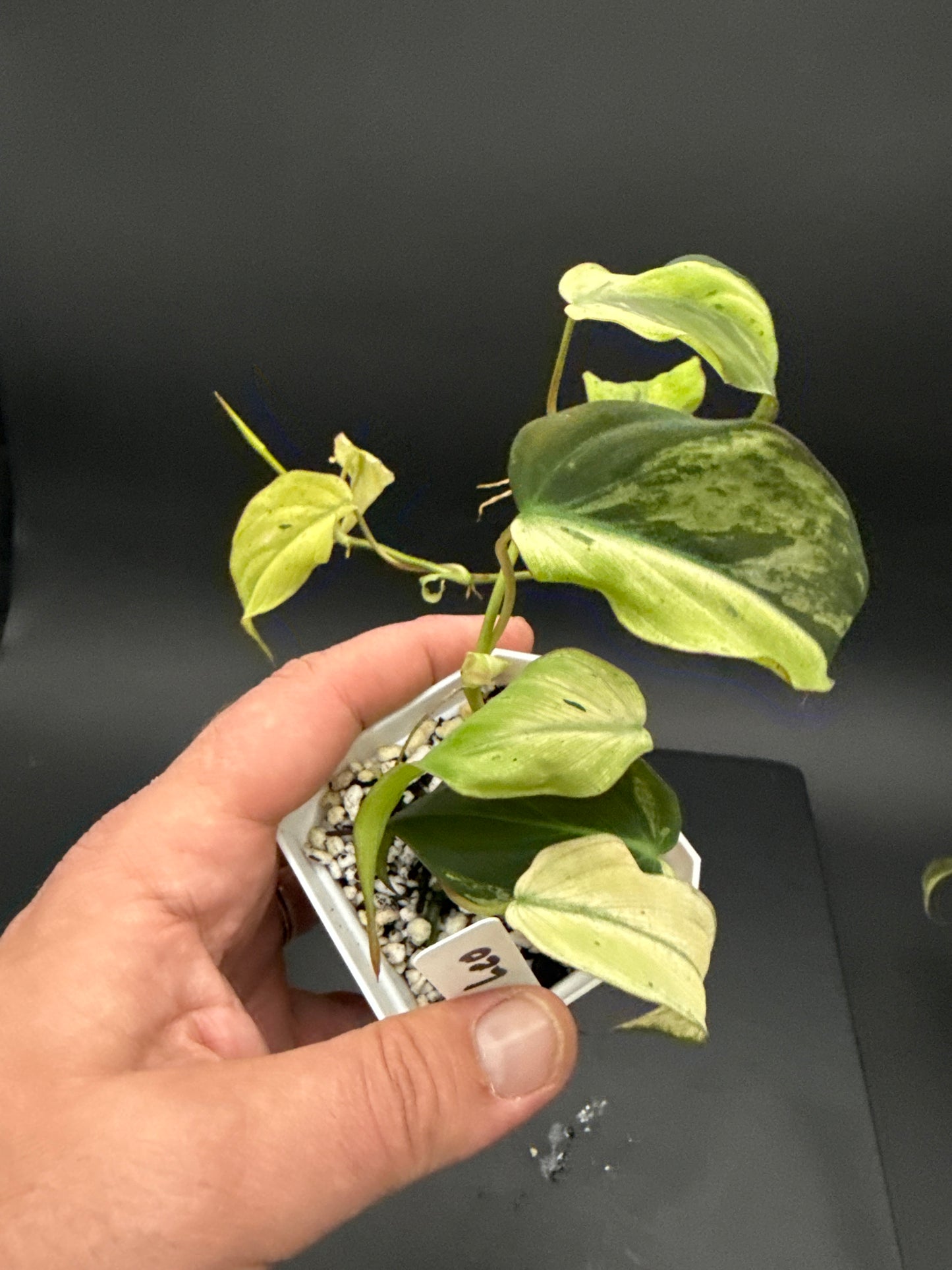 Philodendron Micans Pink Mint - “your choice”