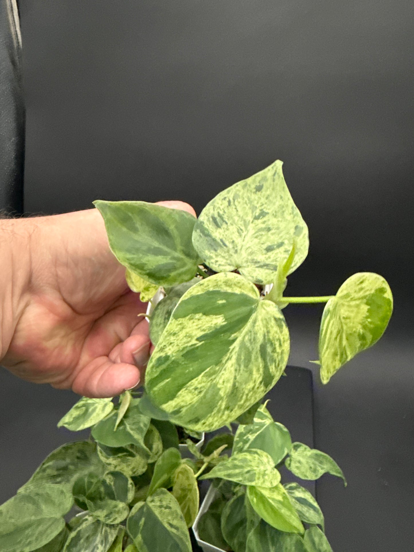 Variegated heart leaf Philodendron hederaceum - “growers choice”