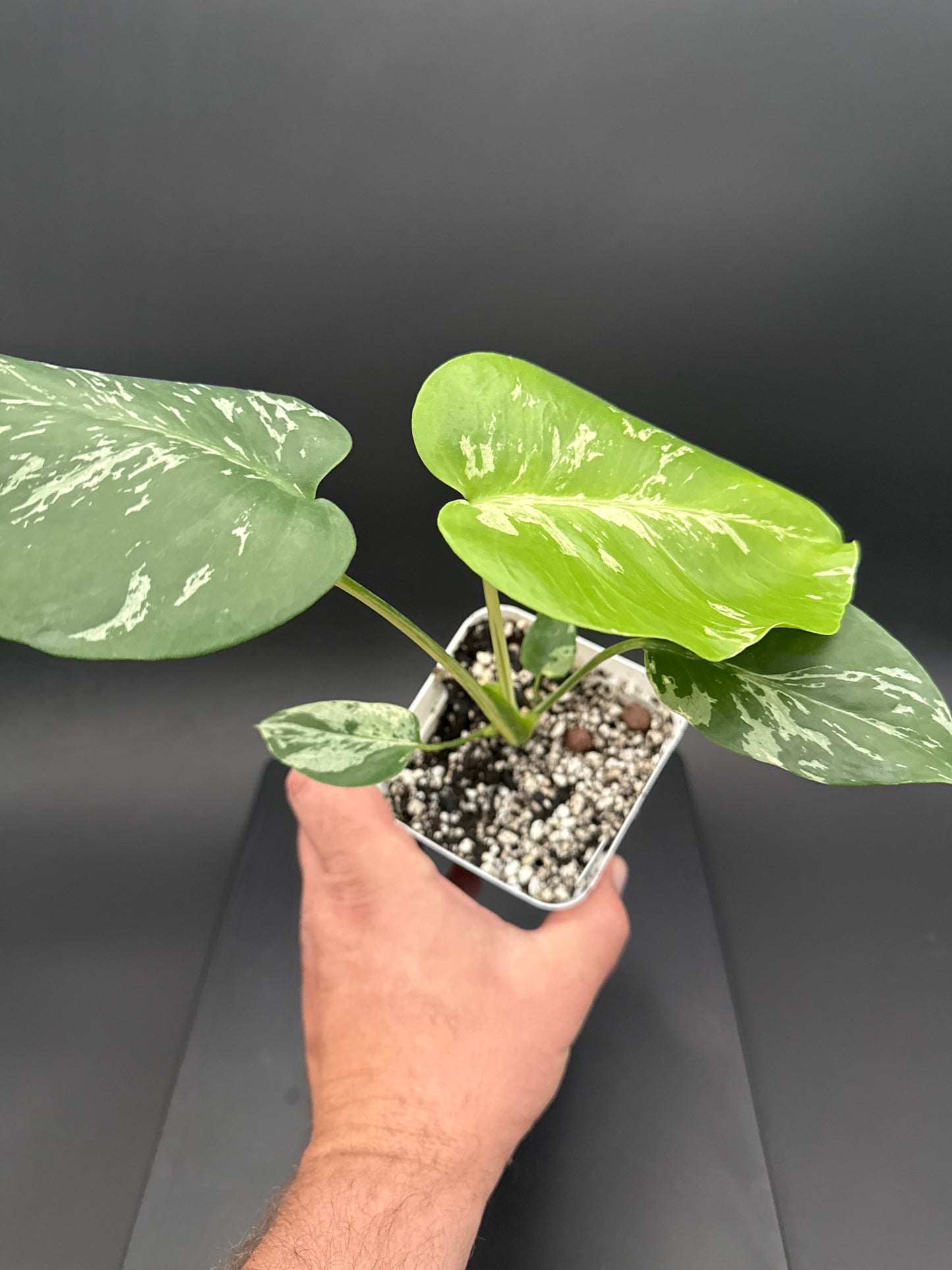 Monstera Bulbasaur - “Henry”