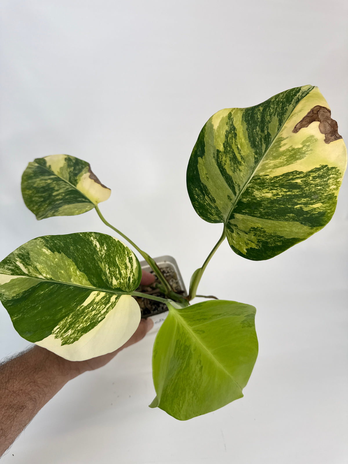 Monstera borsigiana Aurea — “Sophia”