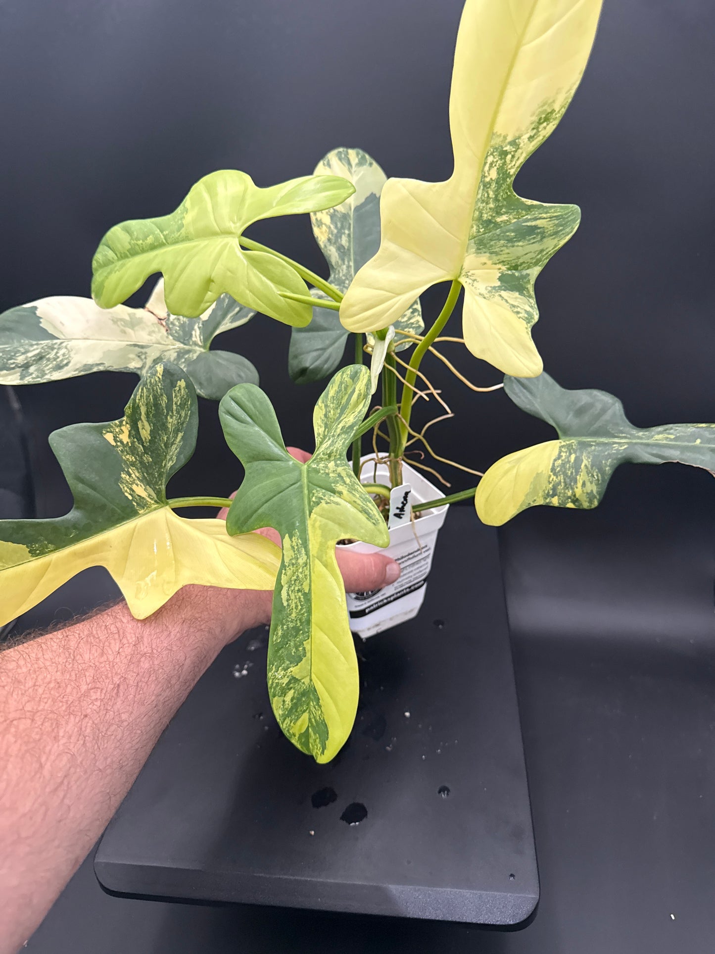 Philodendron Bipennifolium var - “Athena”
