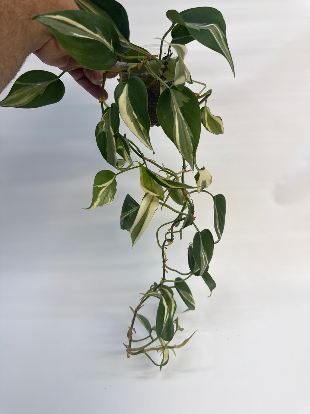 Philodendron Rio - “Richard”