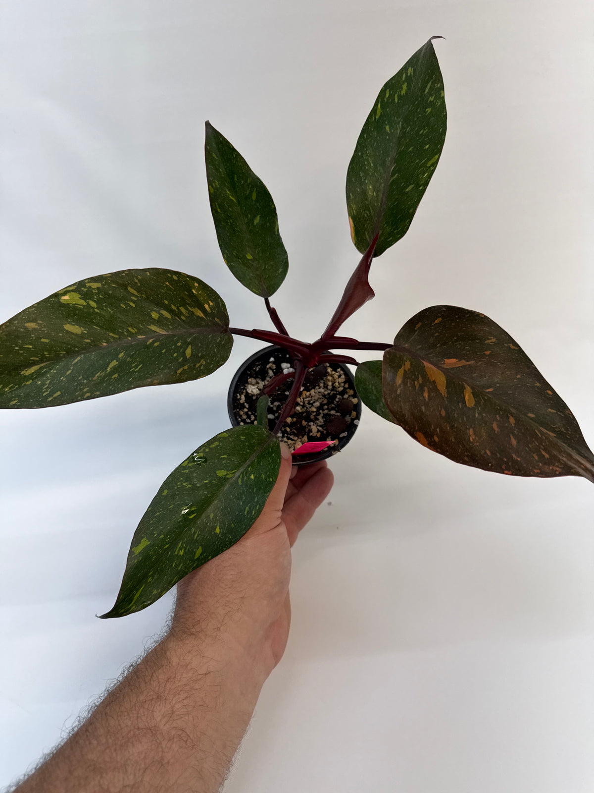 Philodendron ‘Orange Princess’ – High Color | Katie