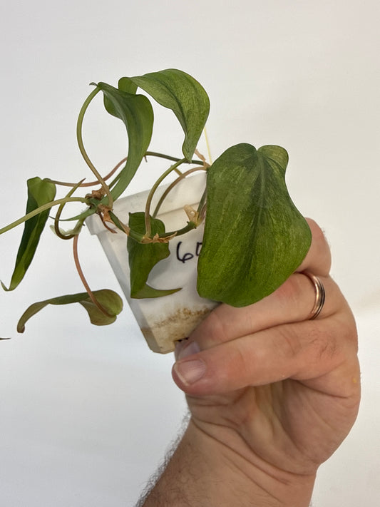 Philodendron Micans mint variegated with pink - “Zane”