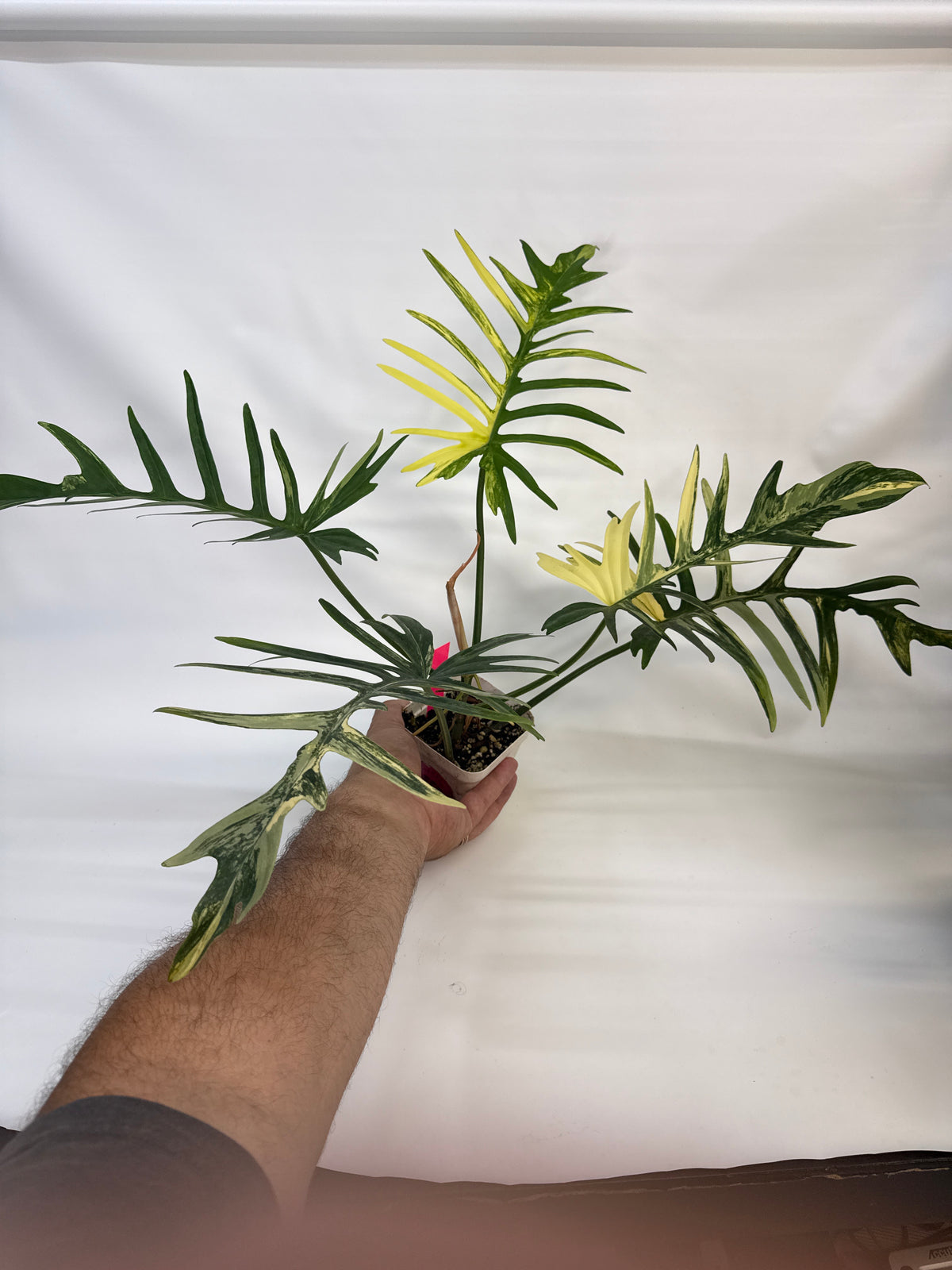 Philodendron fishbone Tortum x Beauty - “Travis”