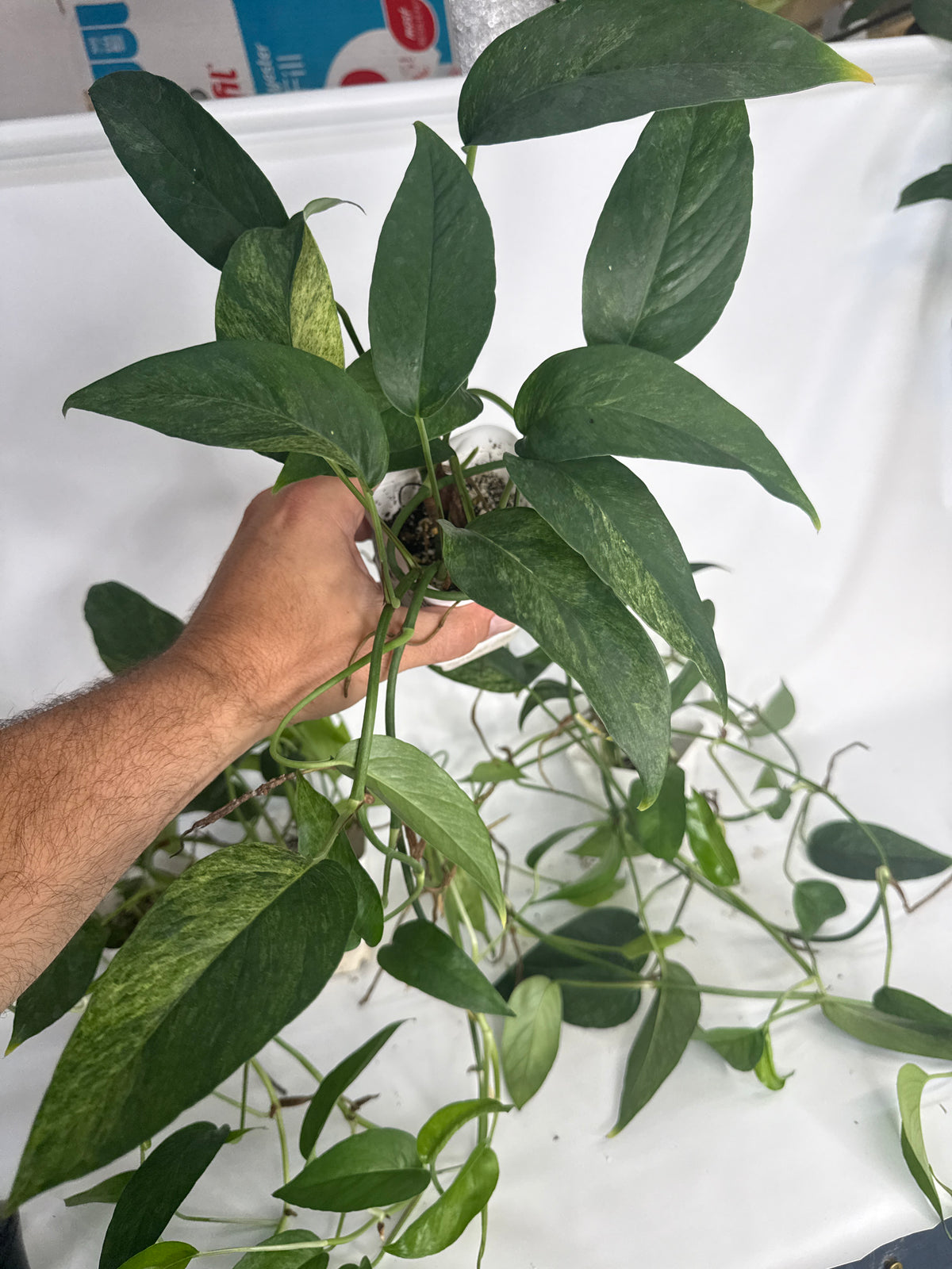 Epipremnum pinnatum ‘Mint’ Variegated — Grower’s Choice | 5” Pot