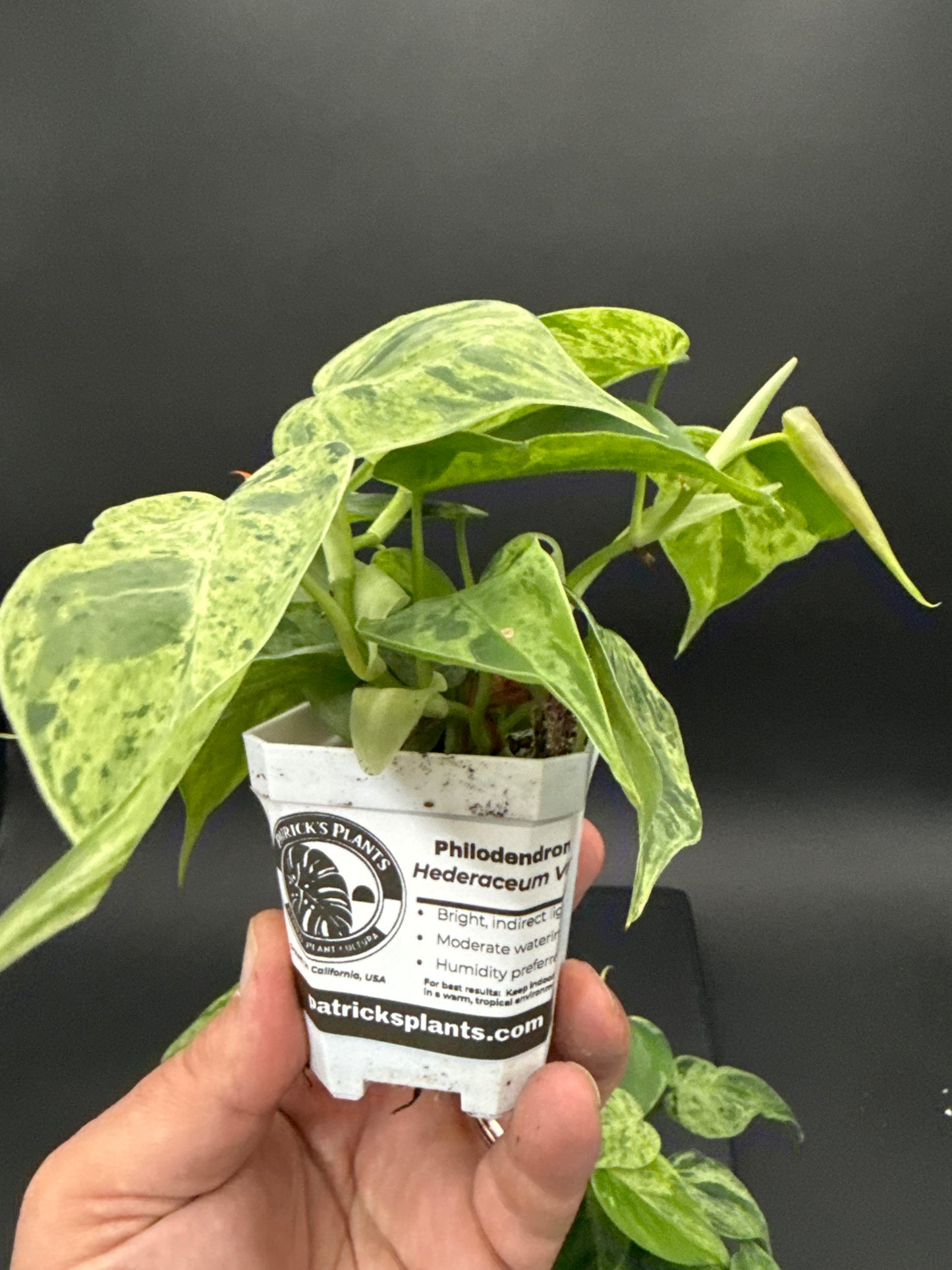 Variegated heart leaf Philodendron hederaceum - “growers choice”