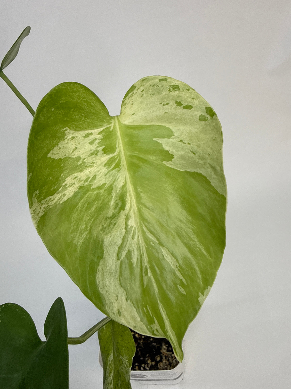Monstera “Bulbasaur” - (Avery)