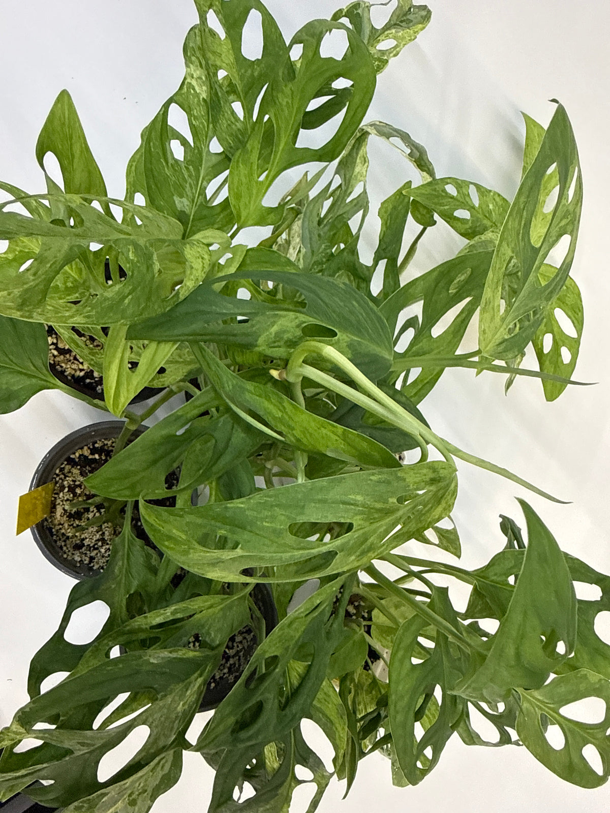 Monstera adansonii ‘Indonesian Mint’ — Grower’s Choice