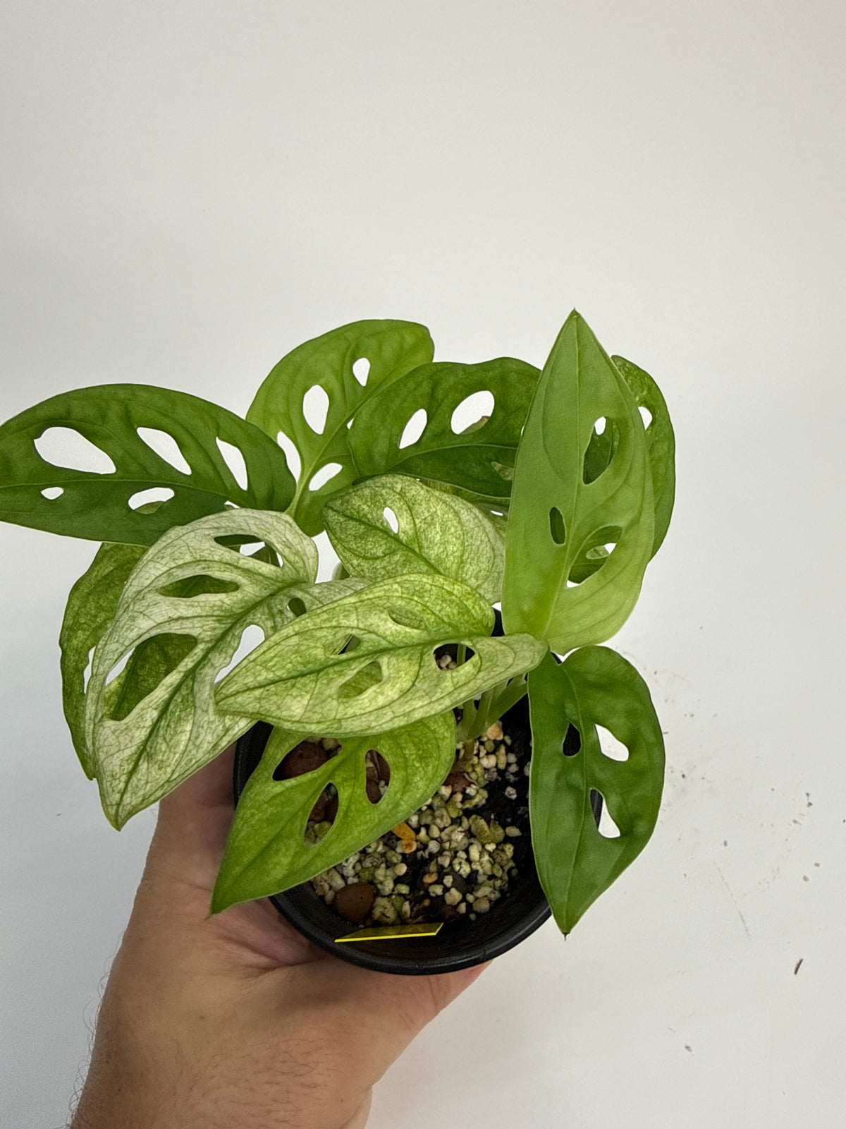 Monstera adansonii ‘Archipelago’ - “Shawn”