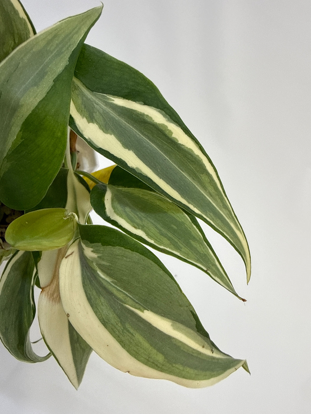 Philodendron Rio - “Veronica”