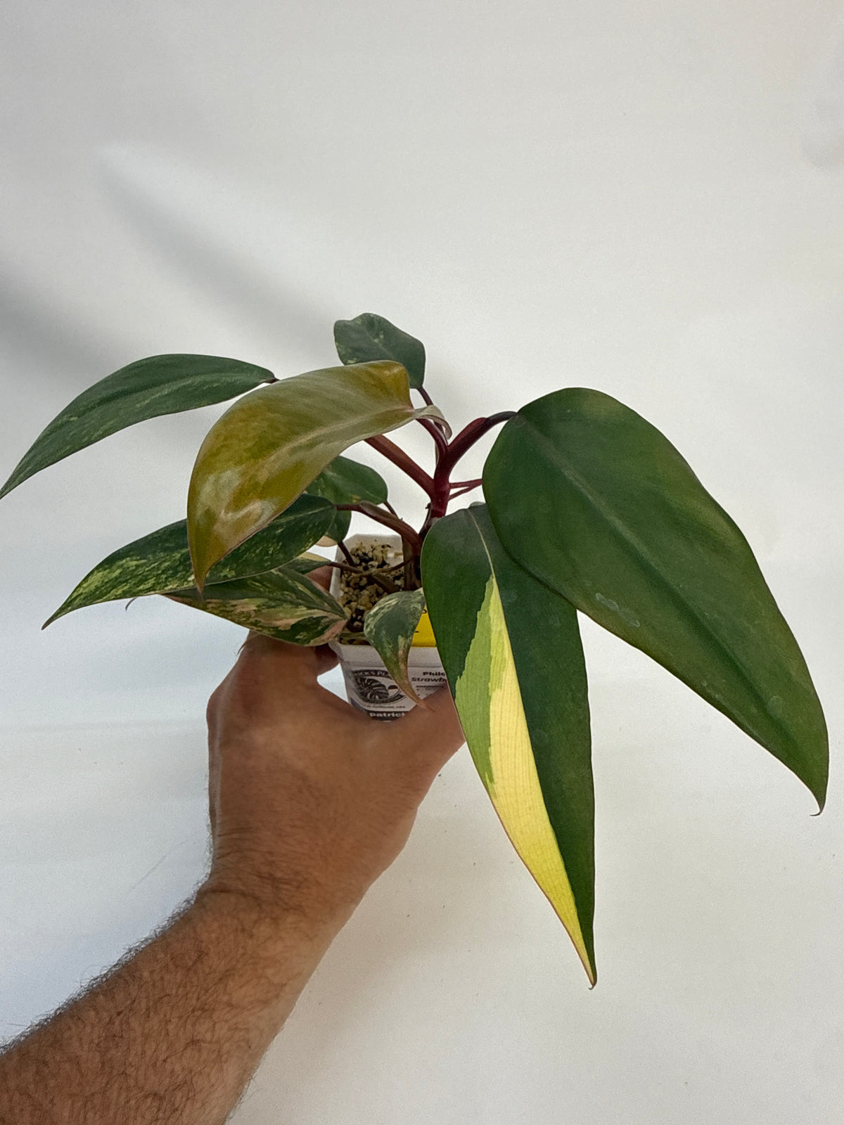 Philodendron strawberry shake - “Randy”