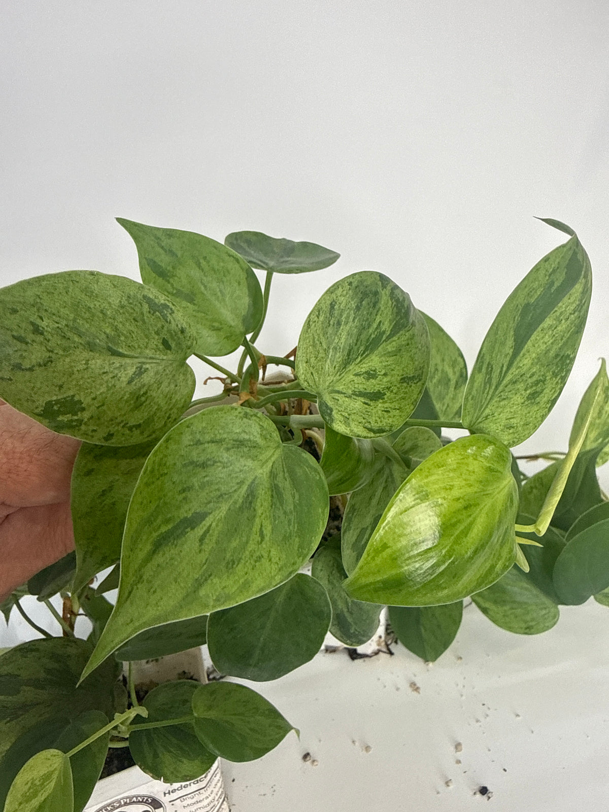 Philodendron hederaceum Variegated — Grower’s Choice | 3” Pot