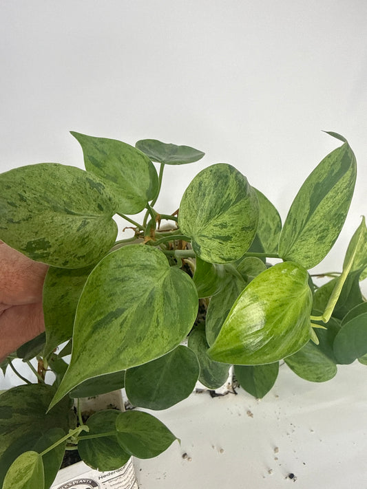 Philodendron hederaceum Variegated — Grower’s Choice | 3” Pot