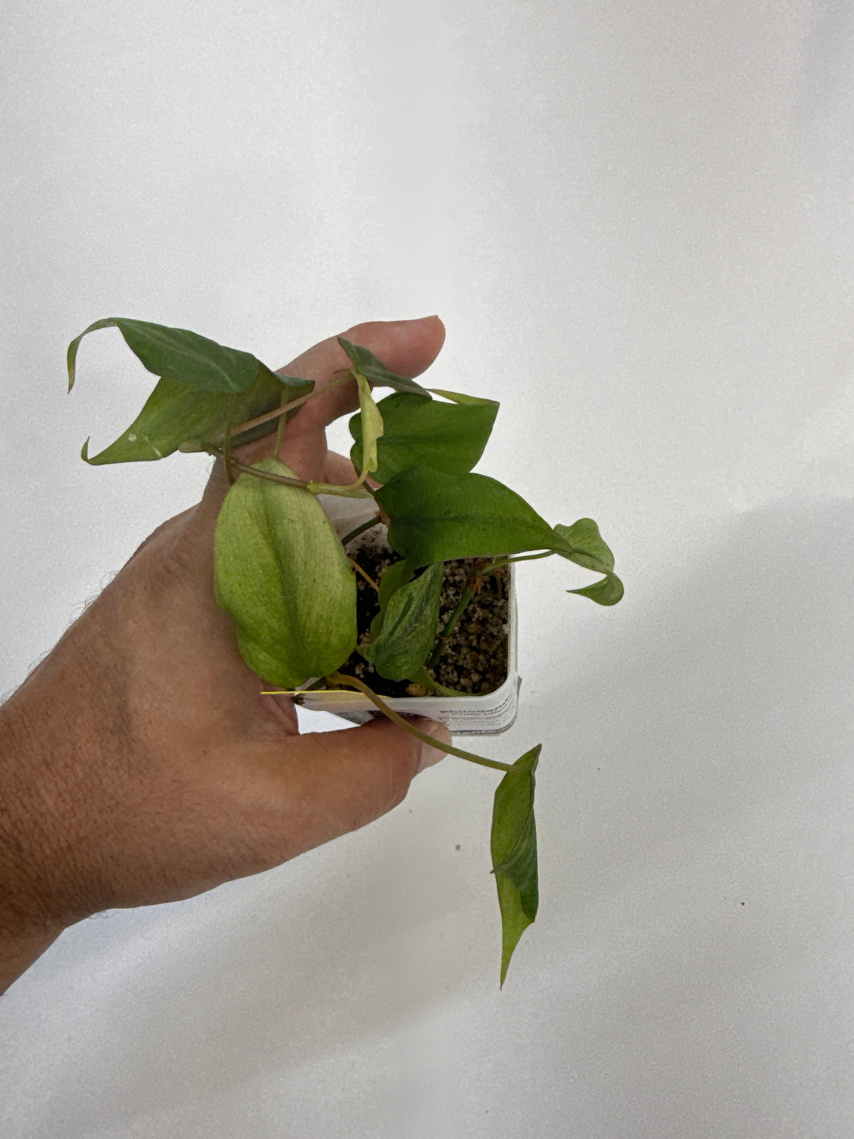 Philodendron Micans mint variegated with pink - “vesper”