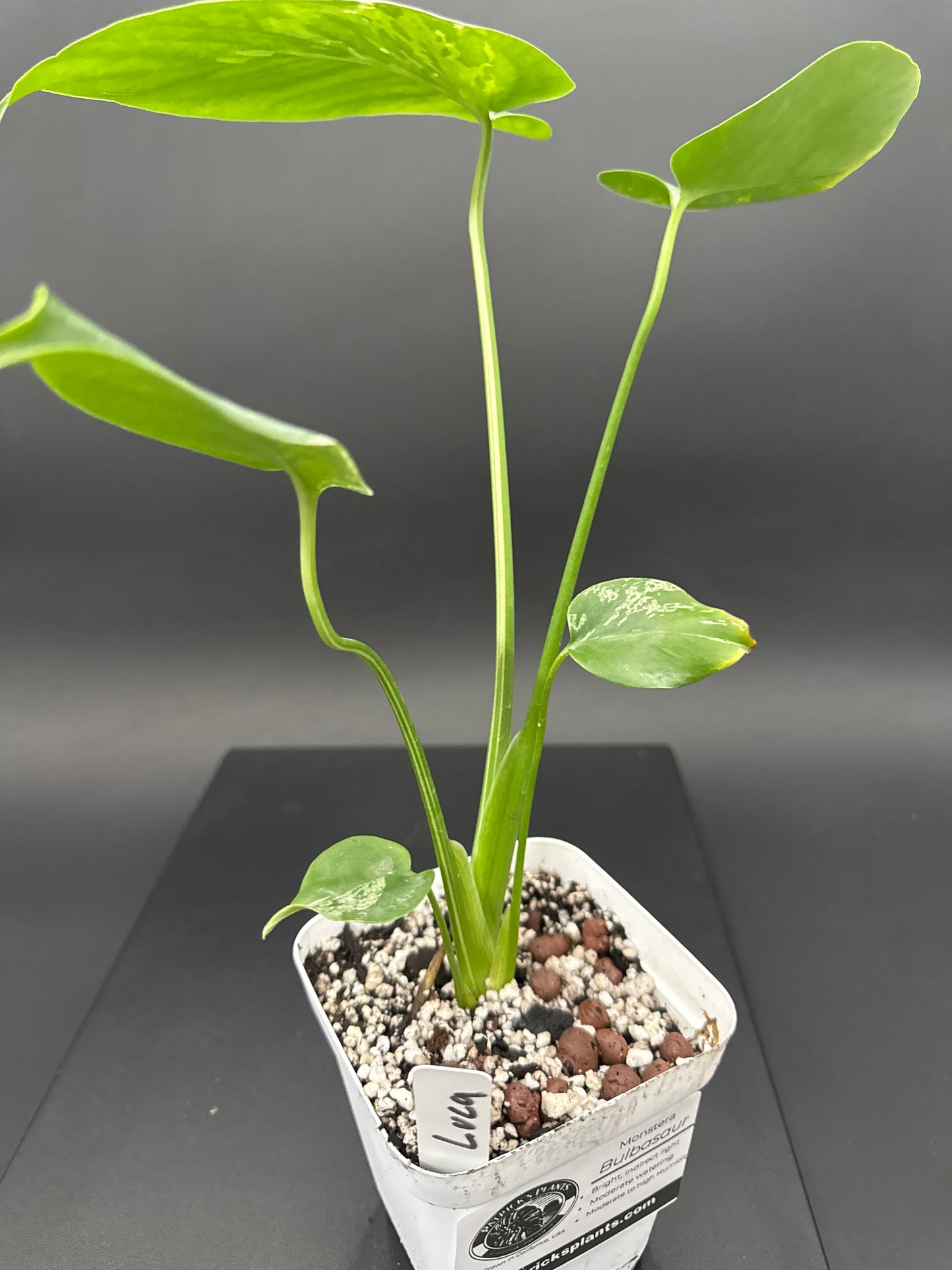 Monstera Bulbasaur - “Luca”