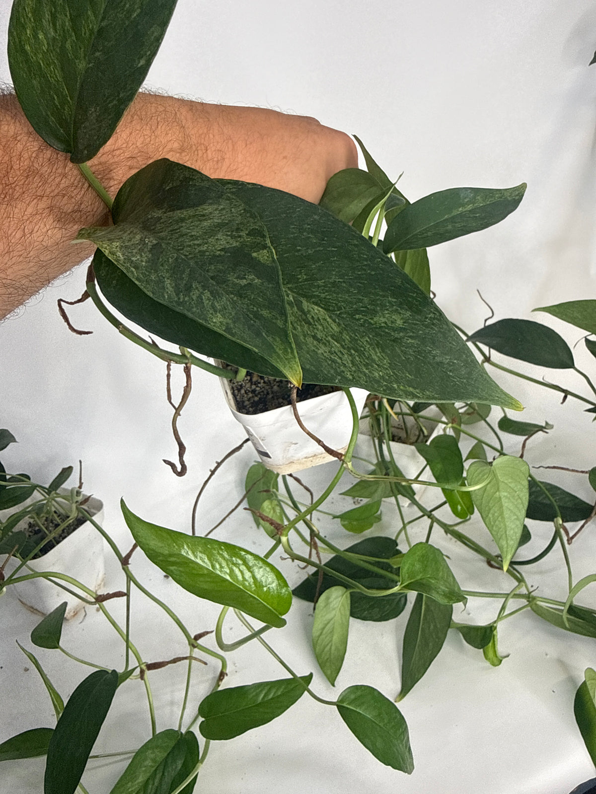 Epipremnum pinnatum ‘Mint’ Variegated — Grower’s Choice | 5” Pot