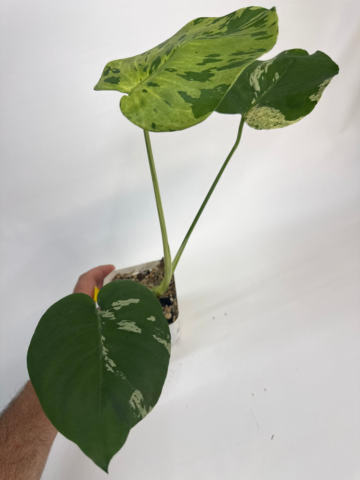 Monstera “Bulbasaur” - (Cory)