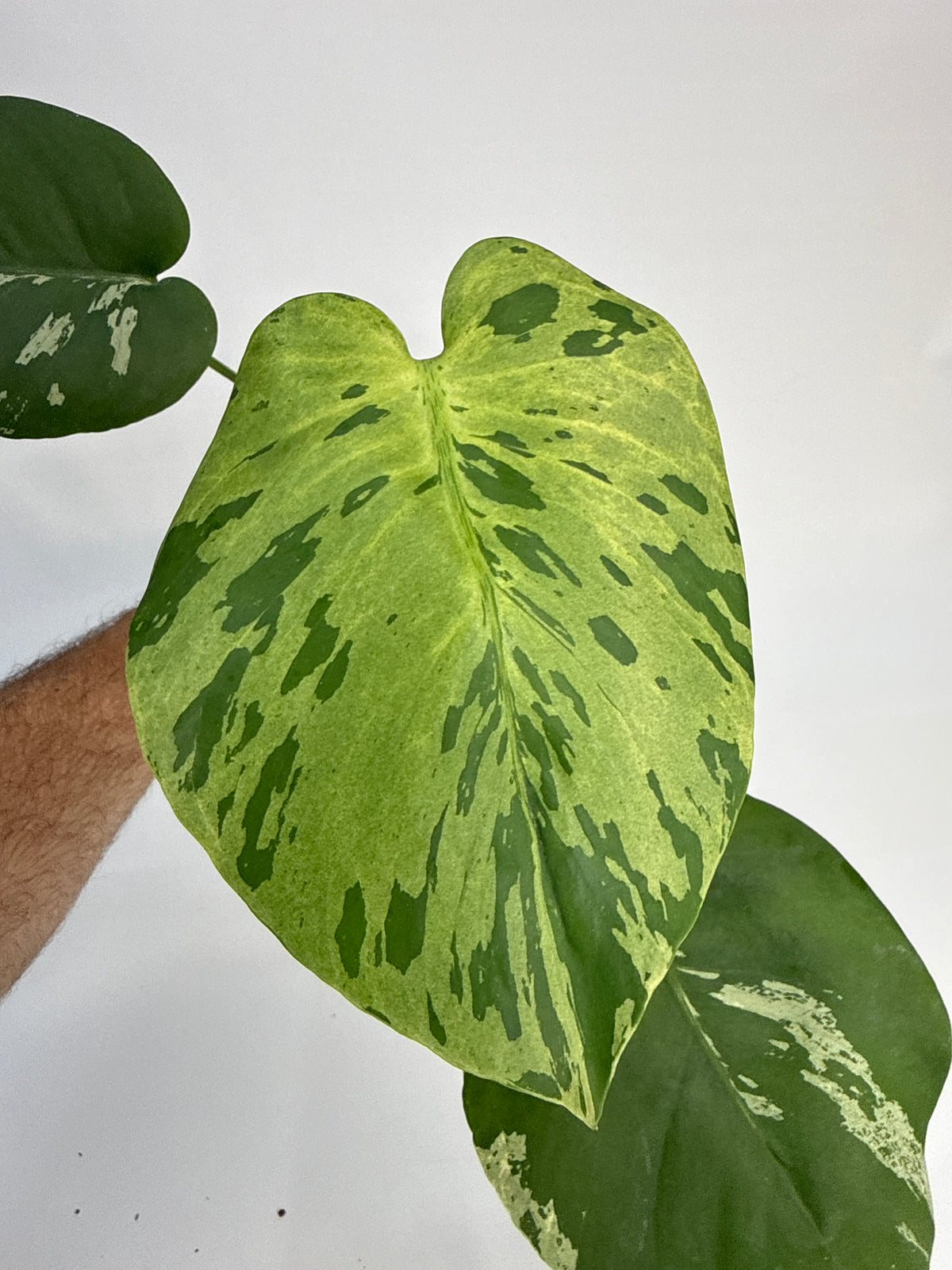 Monstera “Bulbasaur” - (Cory)