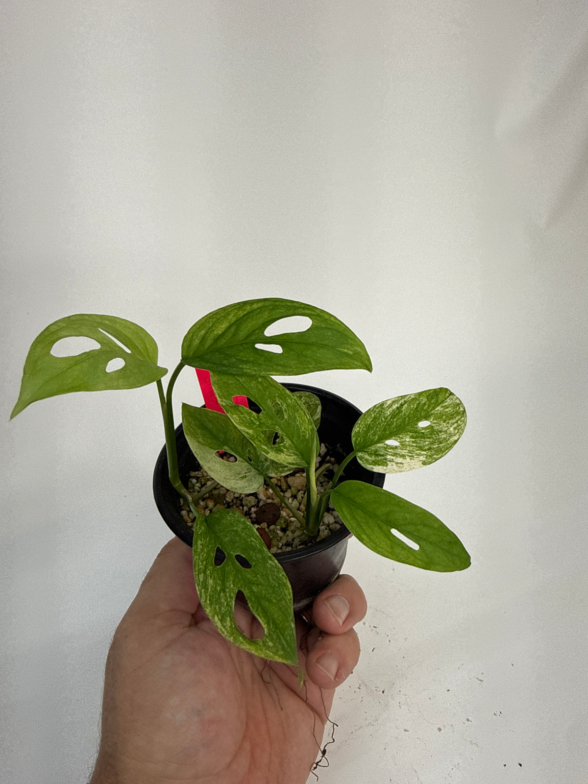 Monstera adansonii ‘Archipelago’ - “Jamie”