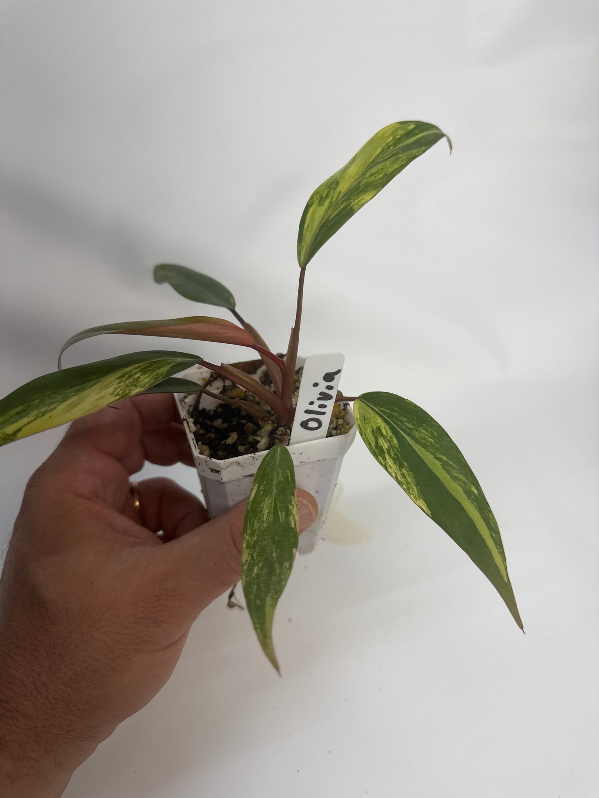 Philodendron strawberry shake - “Olivia”