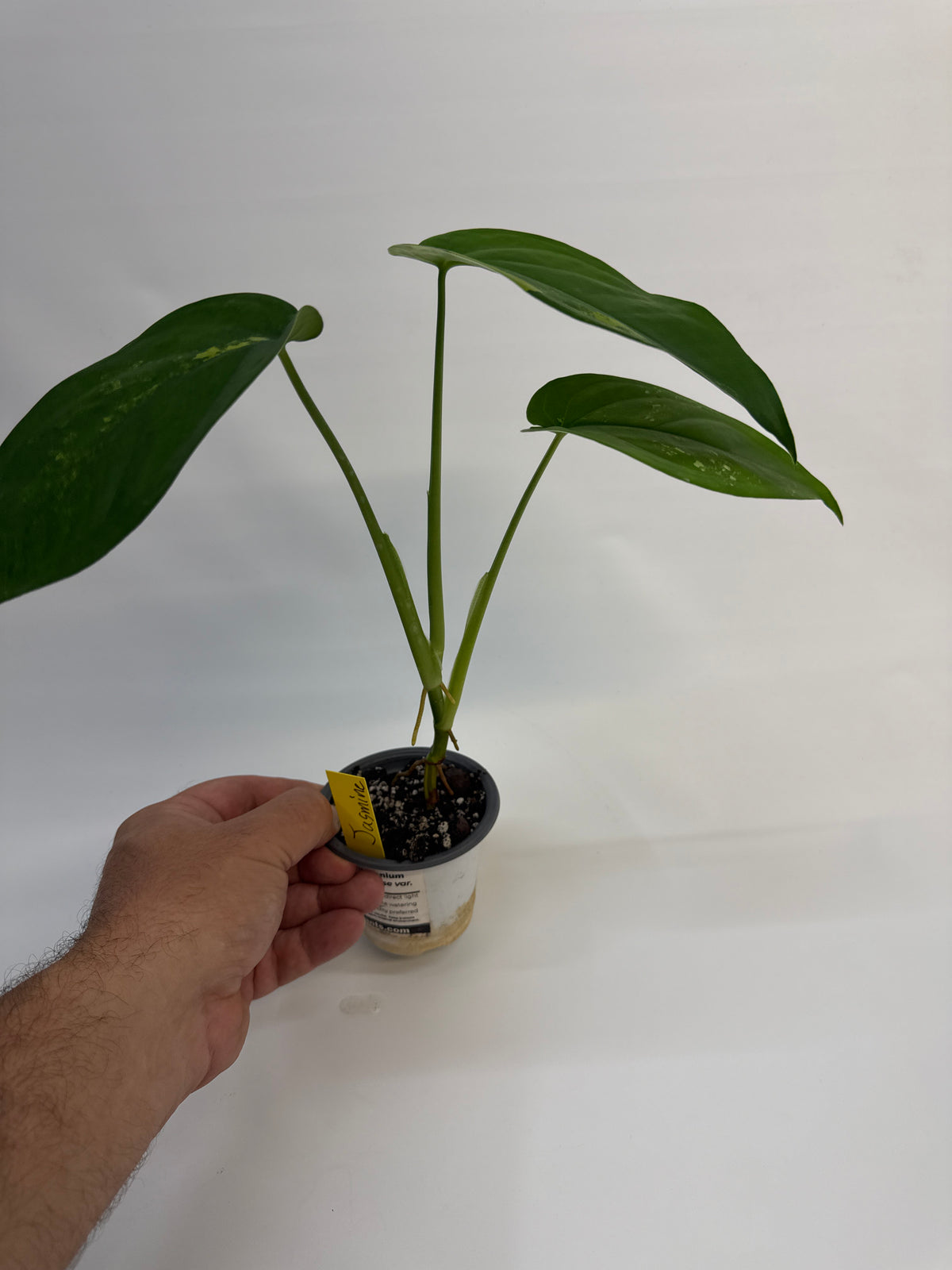 Variegated Syngonium chiapense – Jasmine | 4”