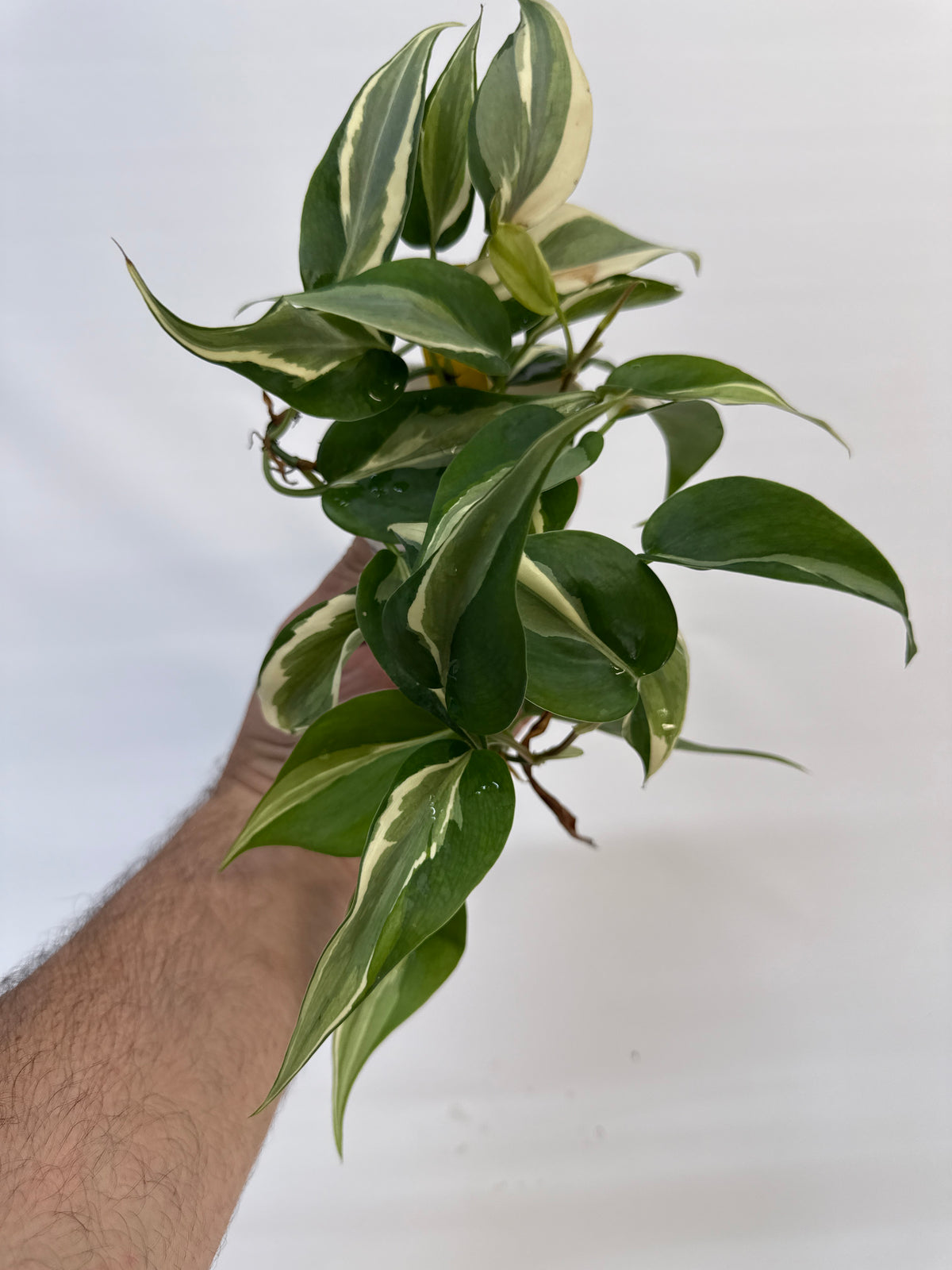 Philodendron Rio - “Veronica”