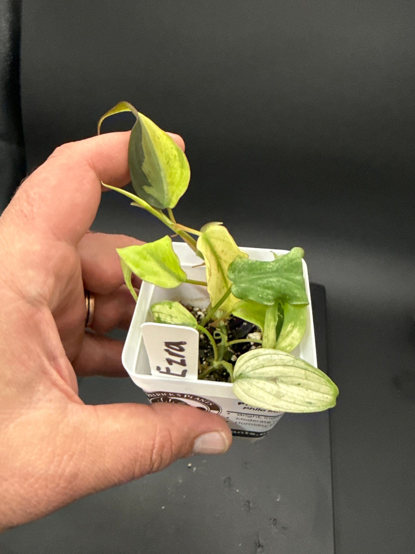 Philodendron Micans Pink Mint - “your choice”