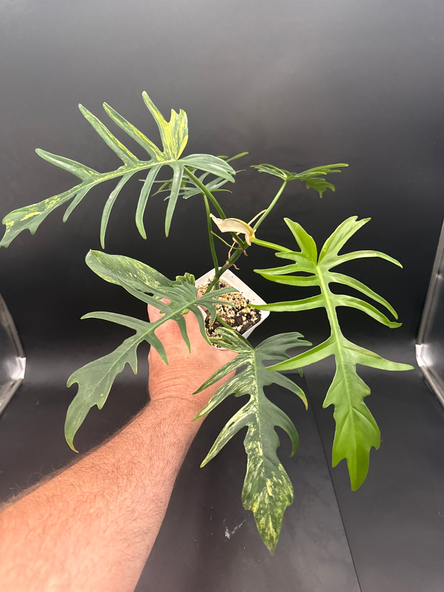 Philodendron Tortum × Florida Beauty Variegated - “Gabriel”