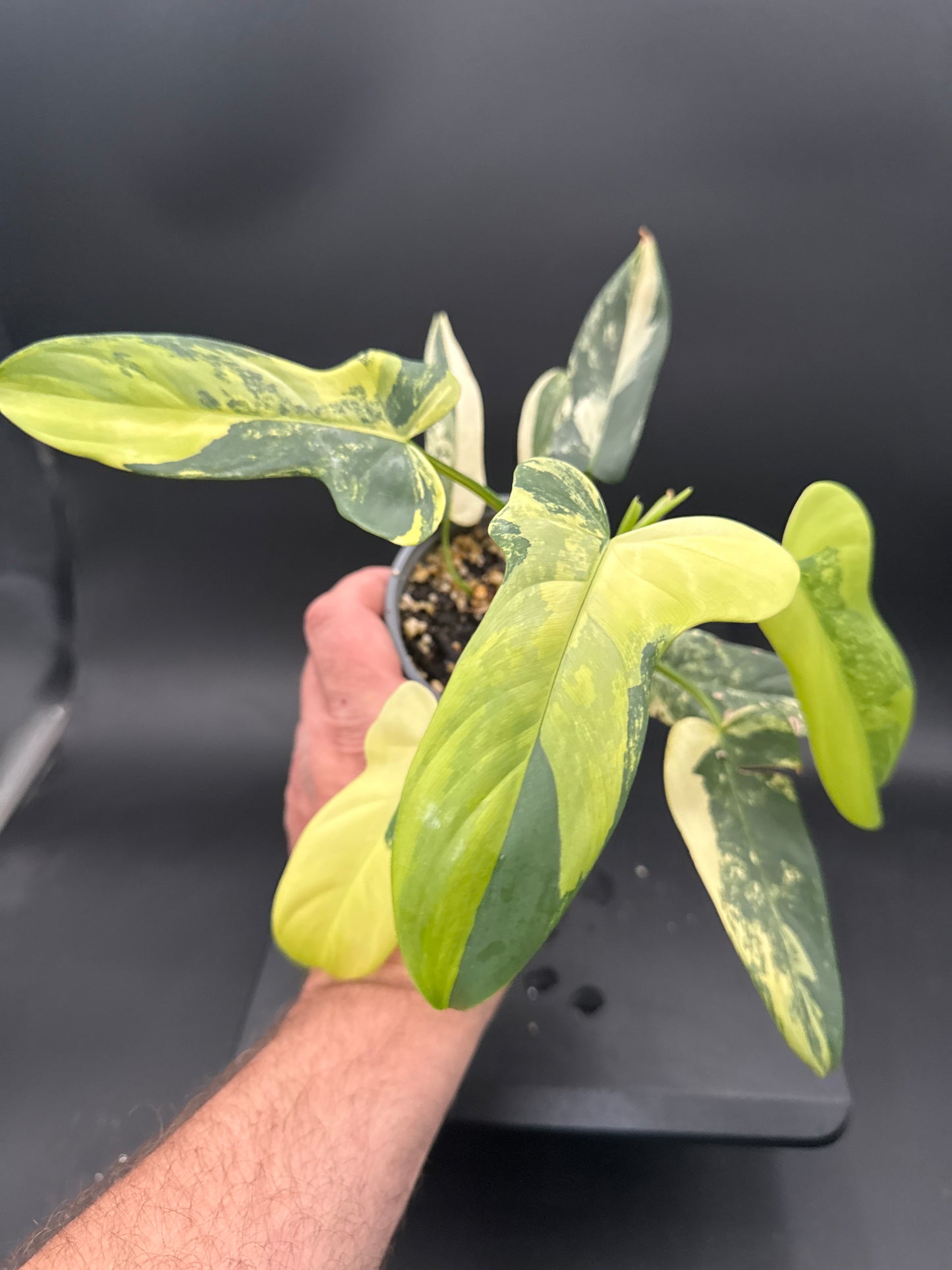 Philodendron bipennifolium variegated- “George”