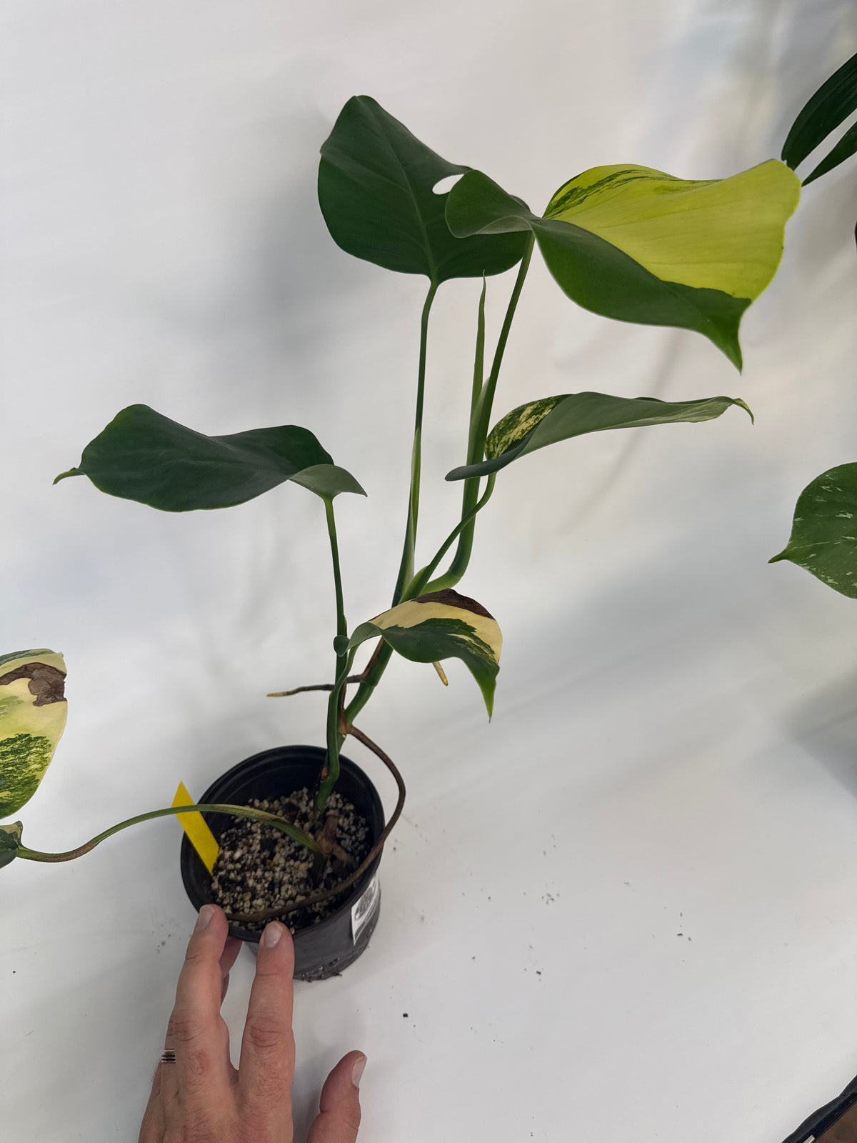 Monstera borsigiana Aurea — “Meghan”