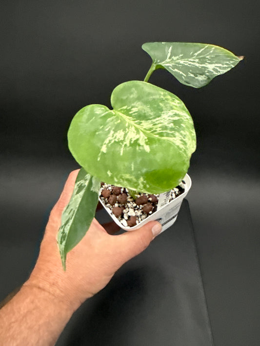 Monstera Bulbasaur - “Alexander”
