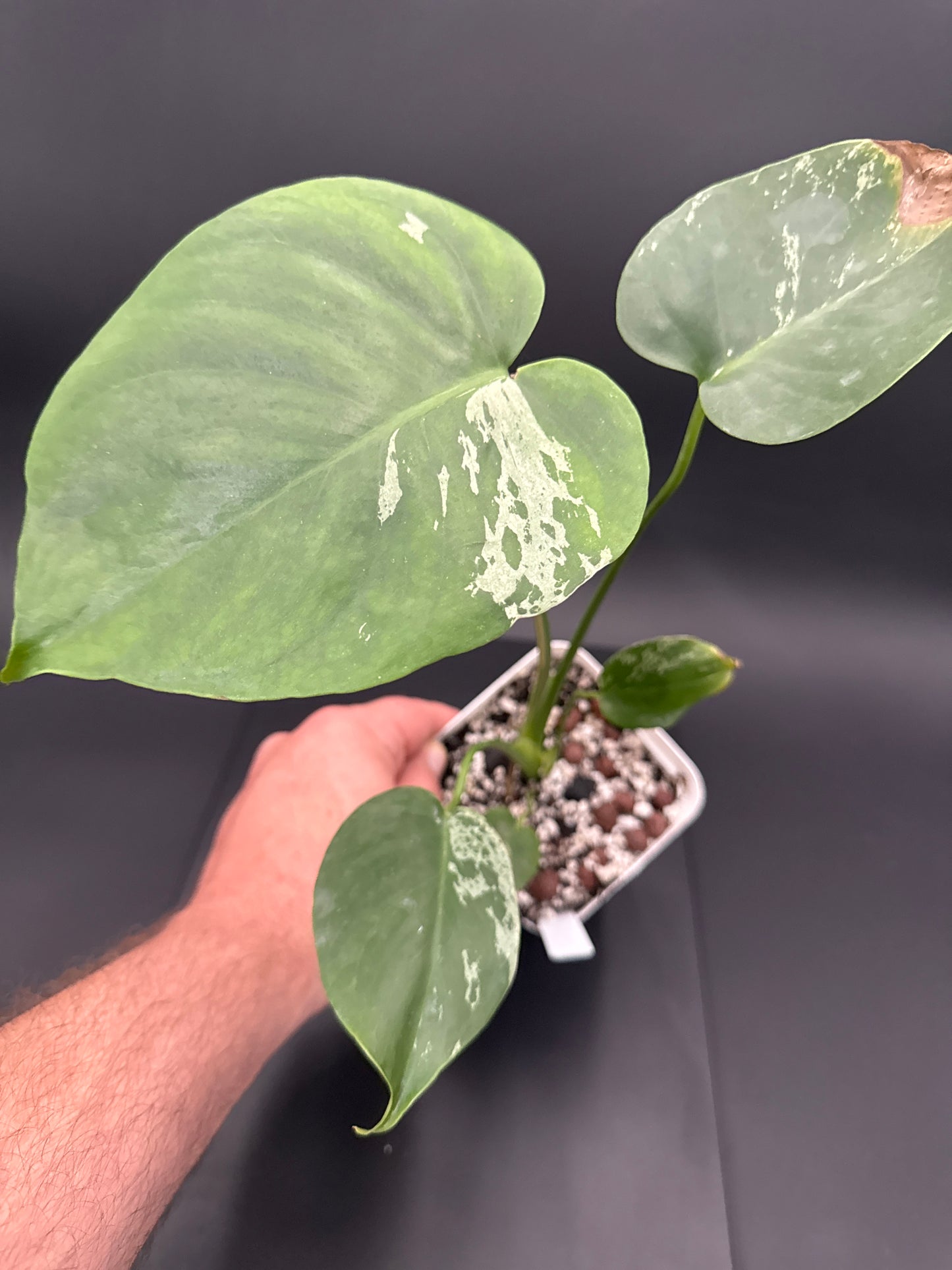Monstera Bulbasaur - “Luca”