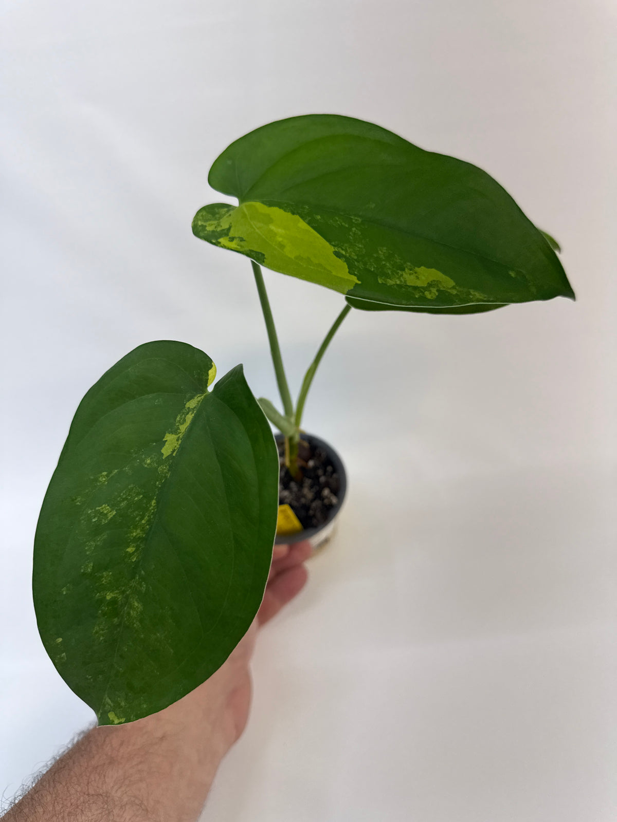 Variegated Syngonium chiapense – Jasmine | 4”