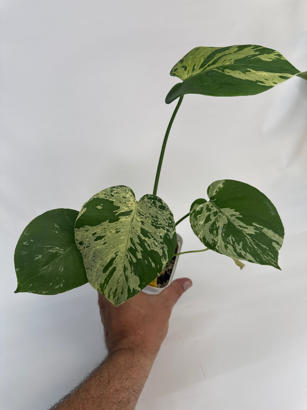 Monstera “Bulbasaur” - (Kendra)