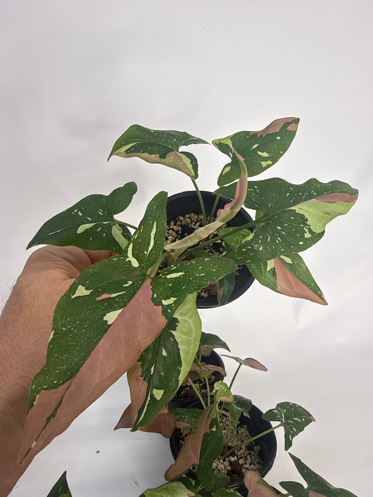 Syngonium ‘Red Spot Tricolor’ — Grower’s Choice | 4” Pot