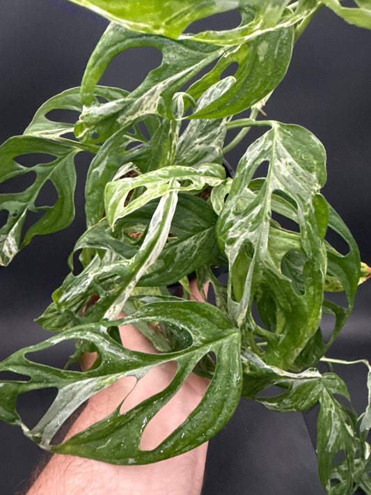 Monstera adonsonii Indonesian Marble - high color- Choose your plant