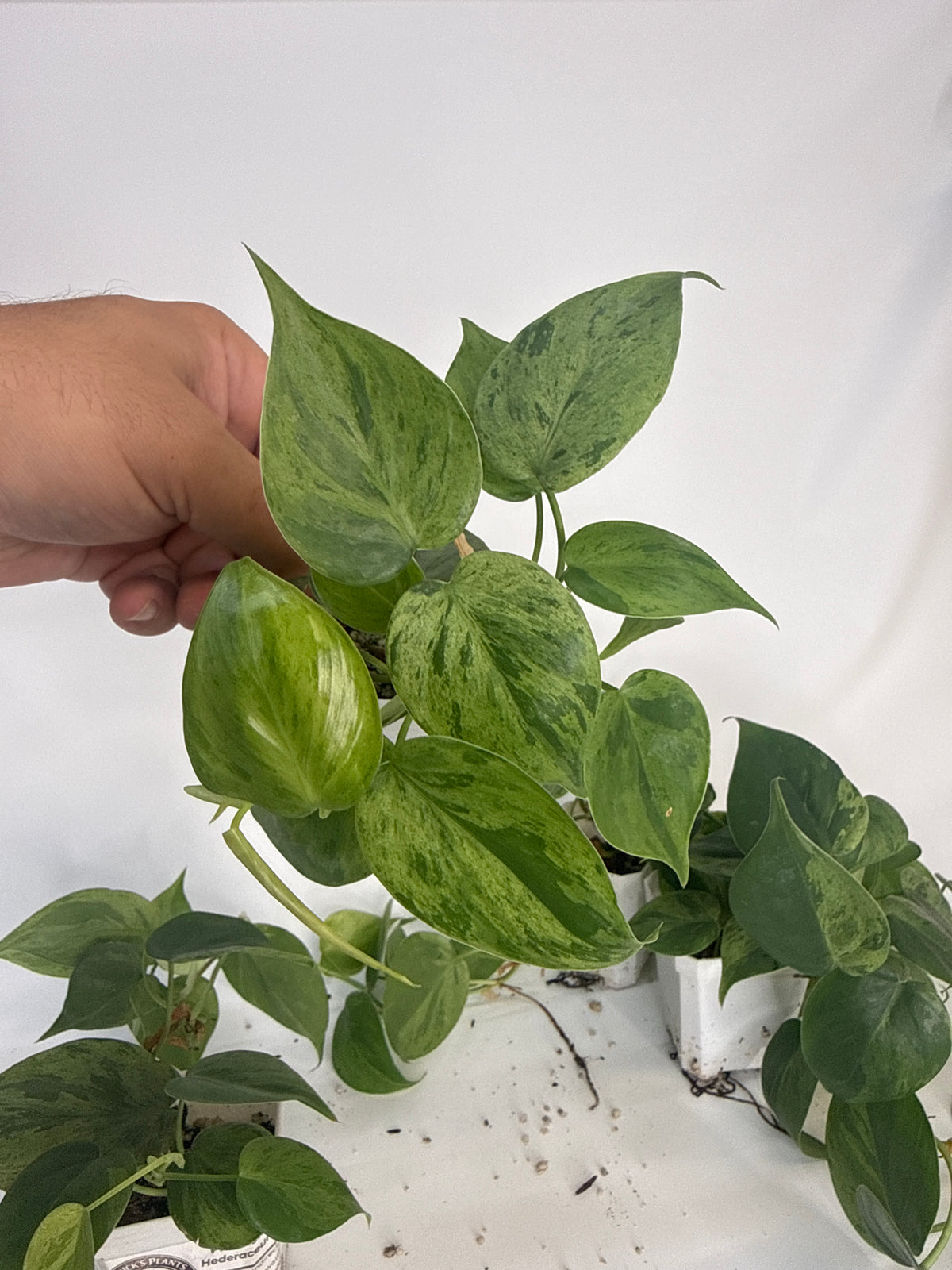 Philodendron hederaceum Variegated — Grower’s Choice | 3” Pot