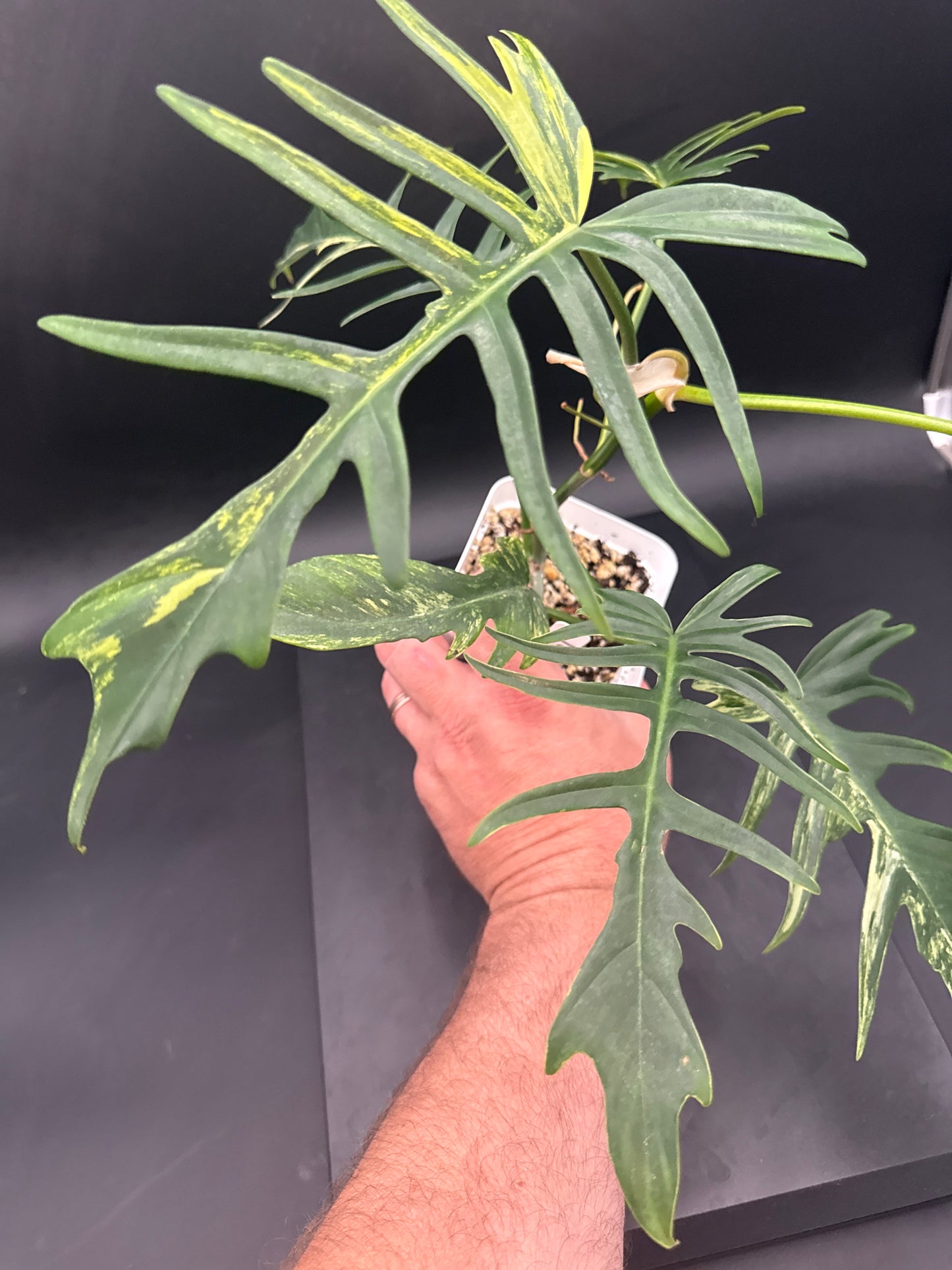 Philodendron Tortum × Florida Beauty Variegated - “Gabriel”