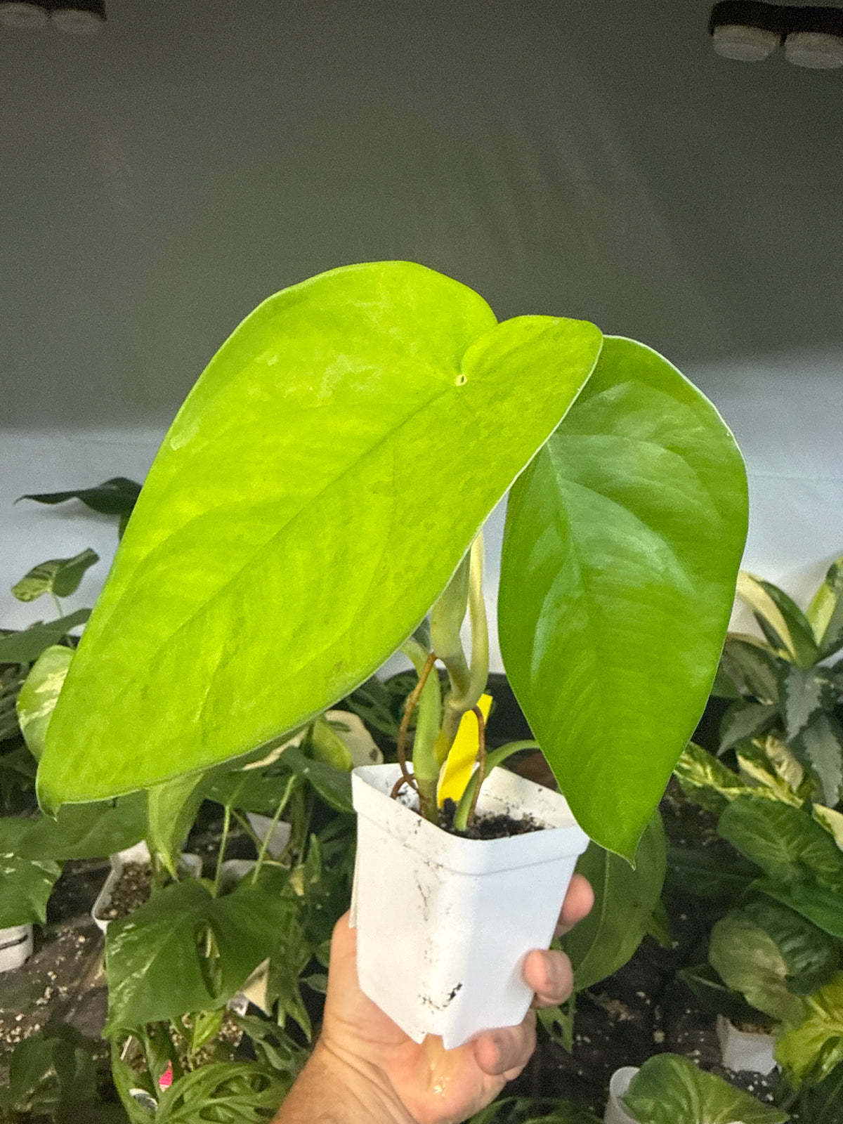 Syngonium chiapense — “Cassandra” | 5” Square Pot
