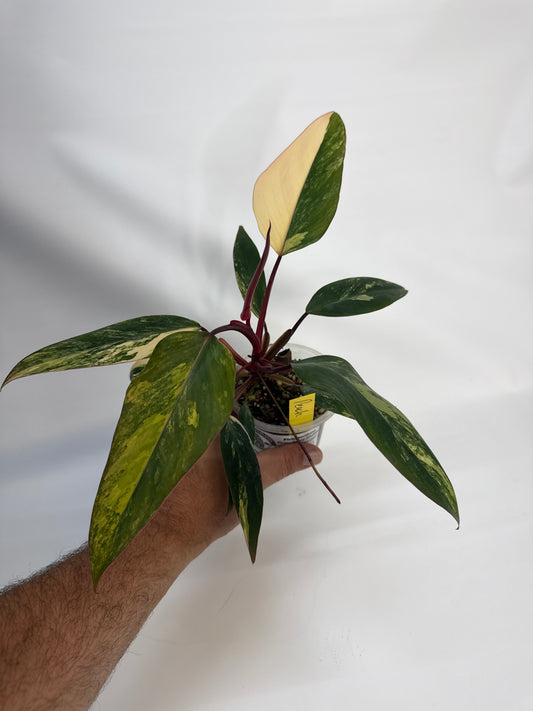 Philodendron strawberry shake - “Peach”