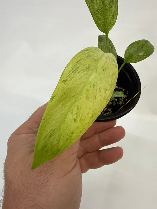 Epipremnum giganteum Tricolor Variegated —‘Fred’ | 4” Pot