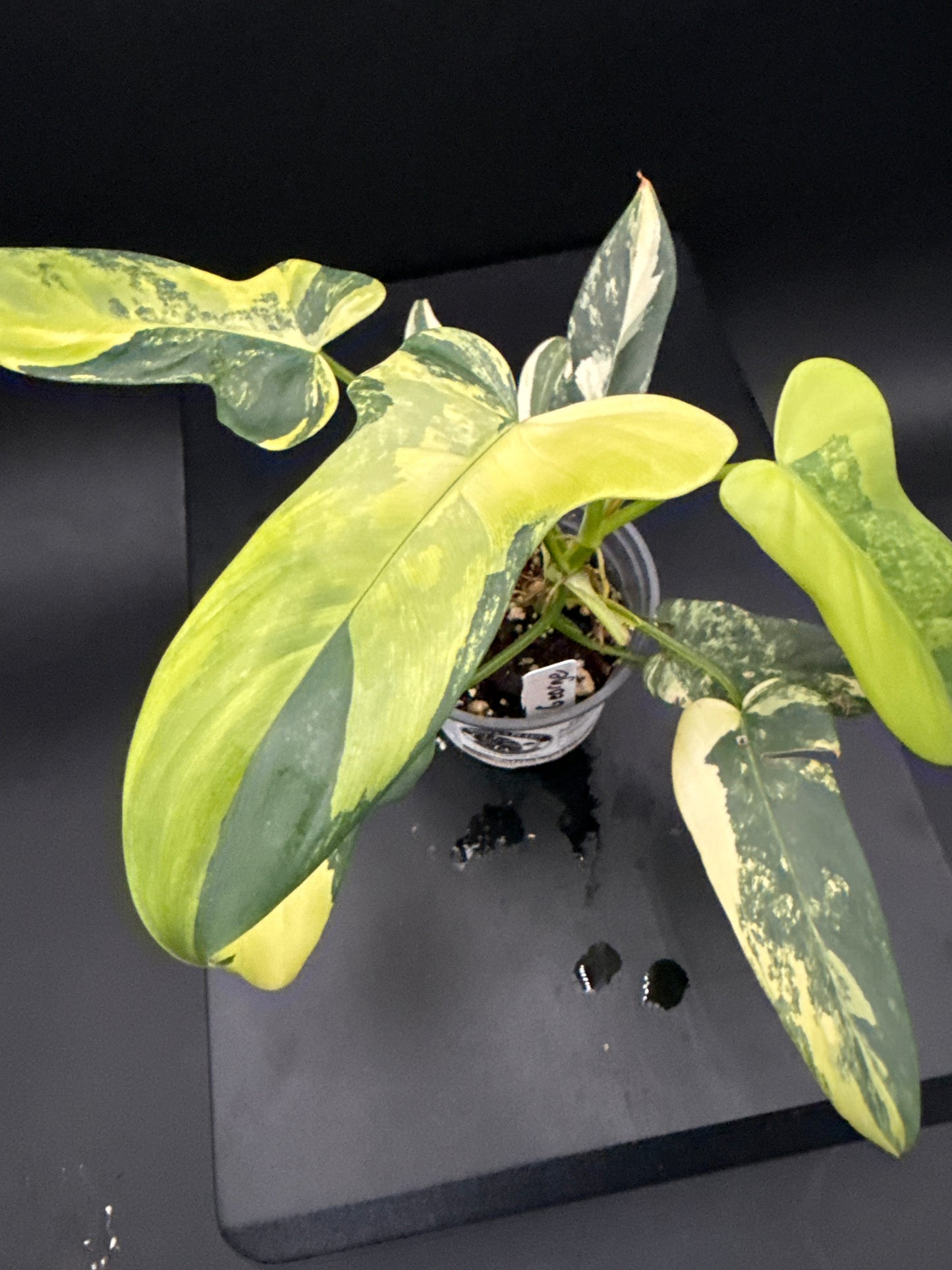 Philodendron bipennifolium variegated- “George”