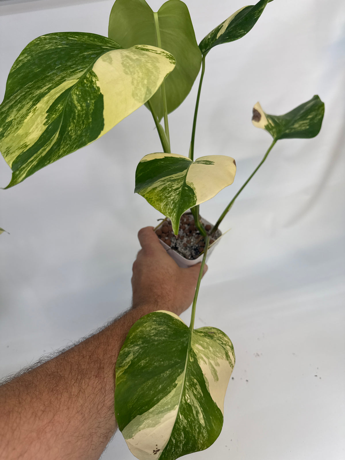 Monstera borsigiana Aurea — “Maria”