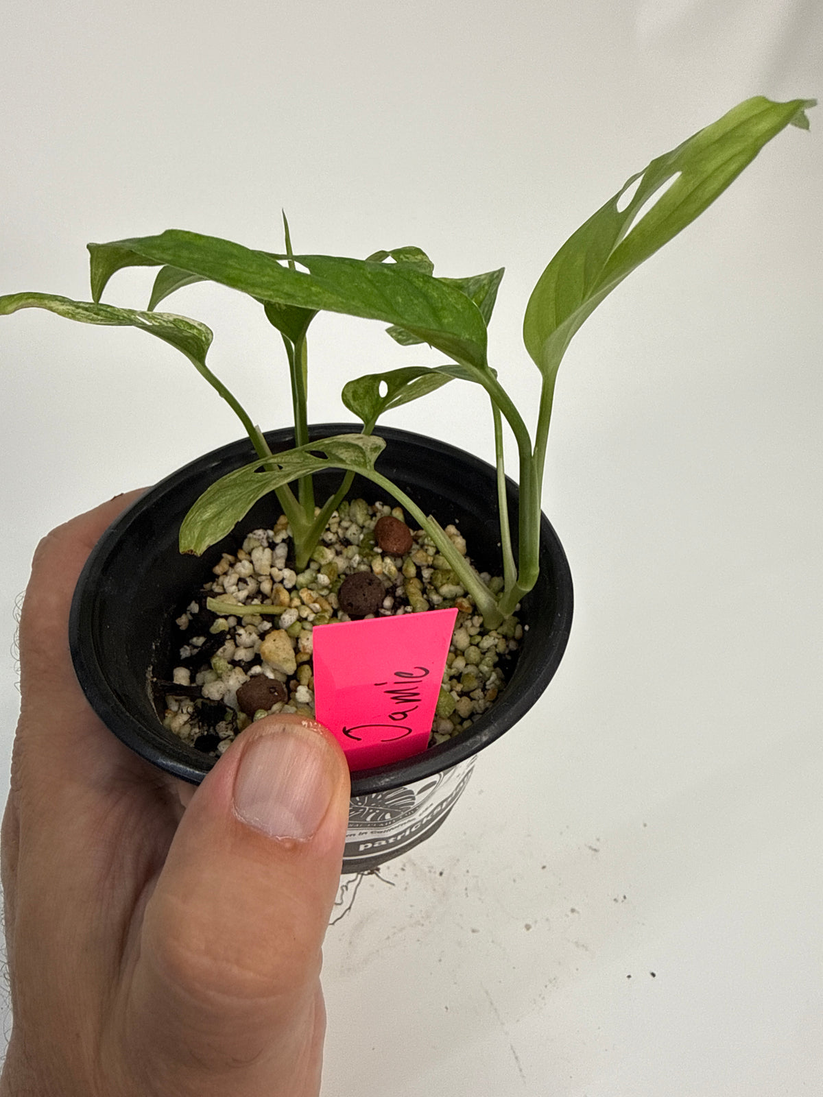 Monstera adansonii ‘Archipelago’ - “Jamie”